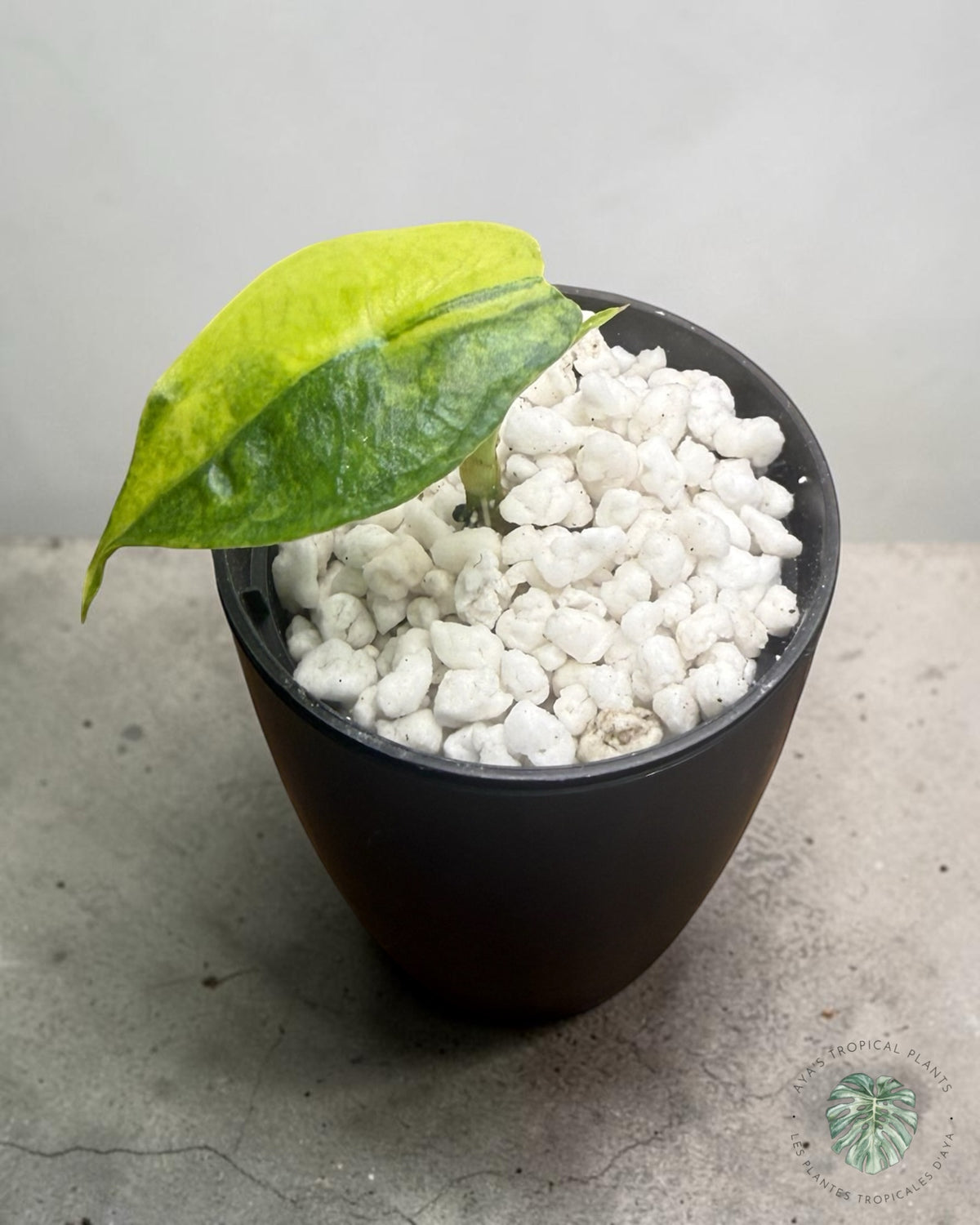Alocasia Dragon’s Breath Aurea Variegated, young plant with a golden-lime variegated leaf in a pot
