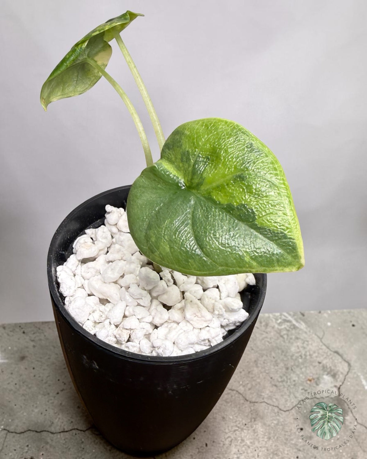 Alocasia Melo Aurea Variegated, thick textured leaf with bold yellow-lime sectors in a pot