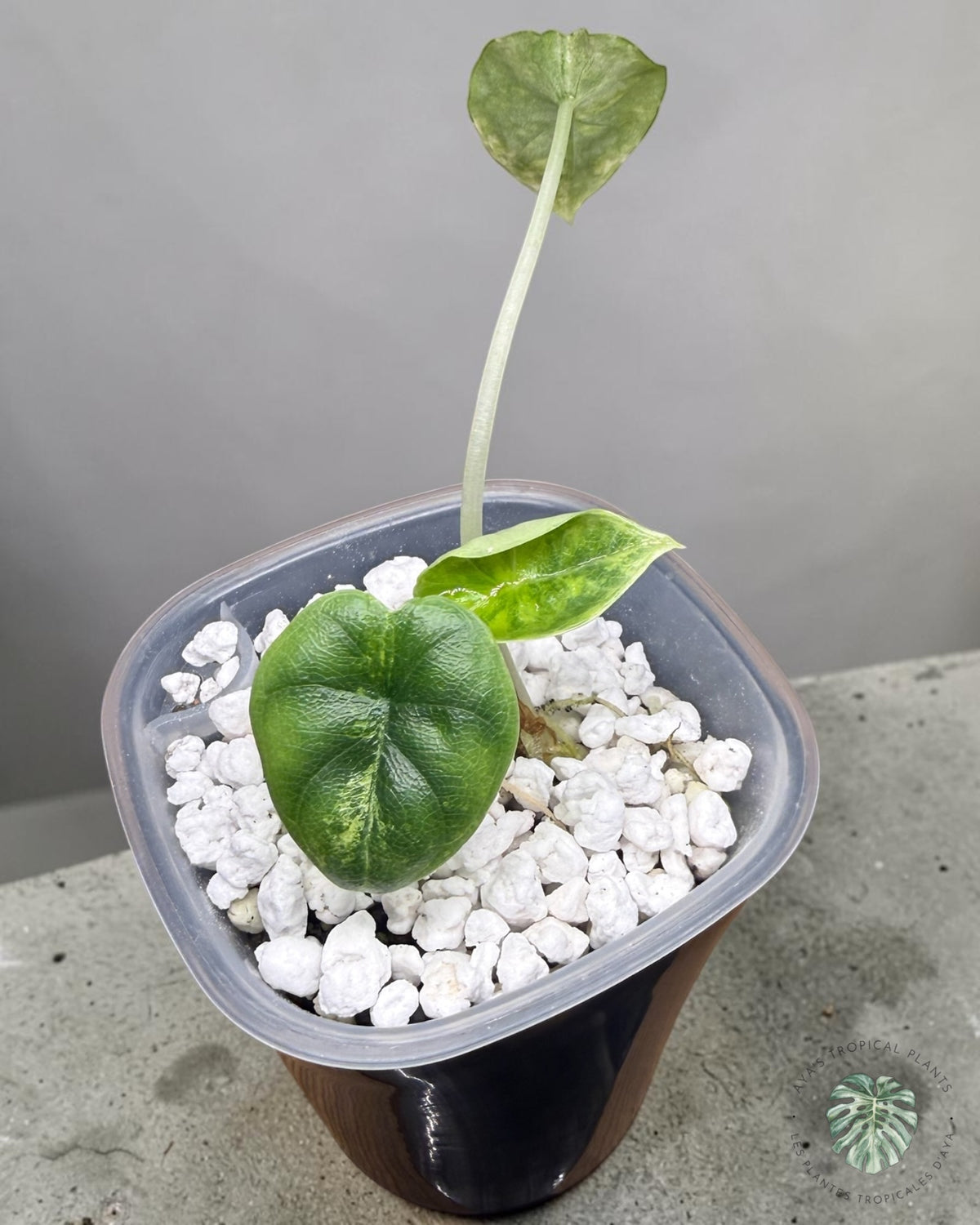 Alocasia Melo Aurea Variegated seen from above, textured leaves with lime marbling
