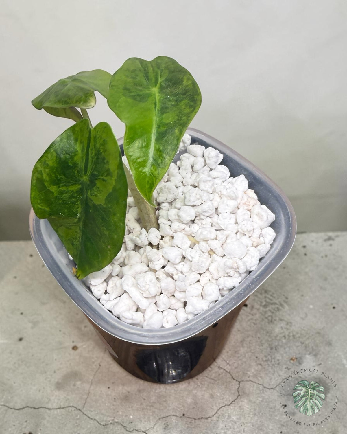 Alocasia Polly Aurea panachée, jeune plante à trois feuilles en flèche marbrées de jaune lime en pot