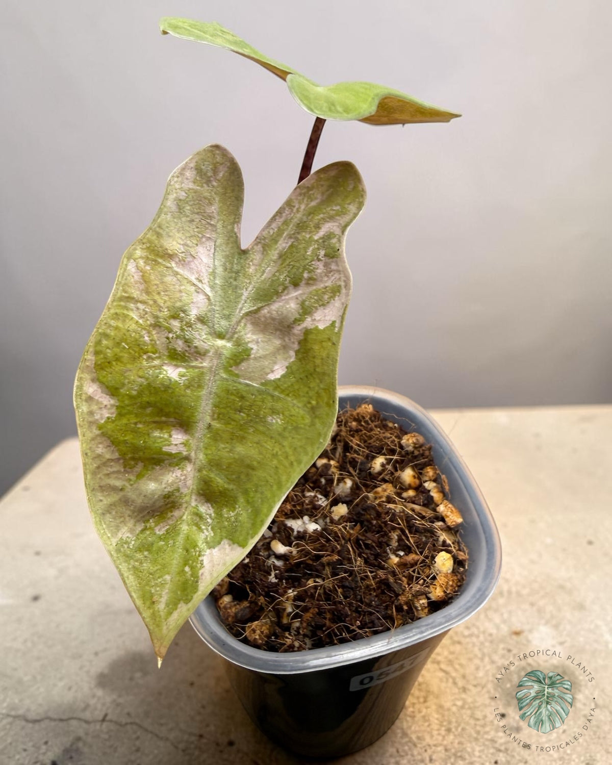 Alocasia Pseudo Sanderiana Pink Variegated front view, marbled leaf and a new leaf opening