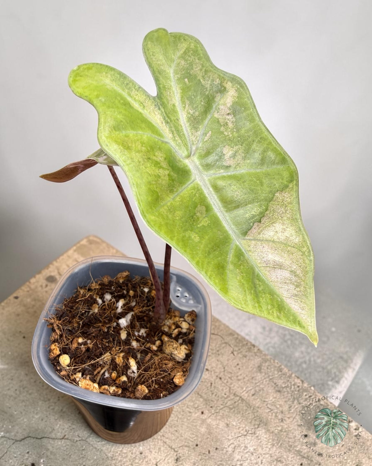 Alocasia Pseudo Sanderiana Pink Variegated, lime-green leaf with pale blush marbling and dark stems