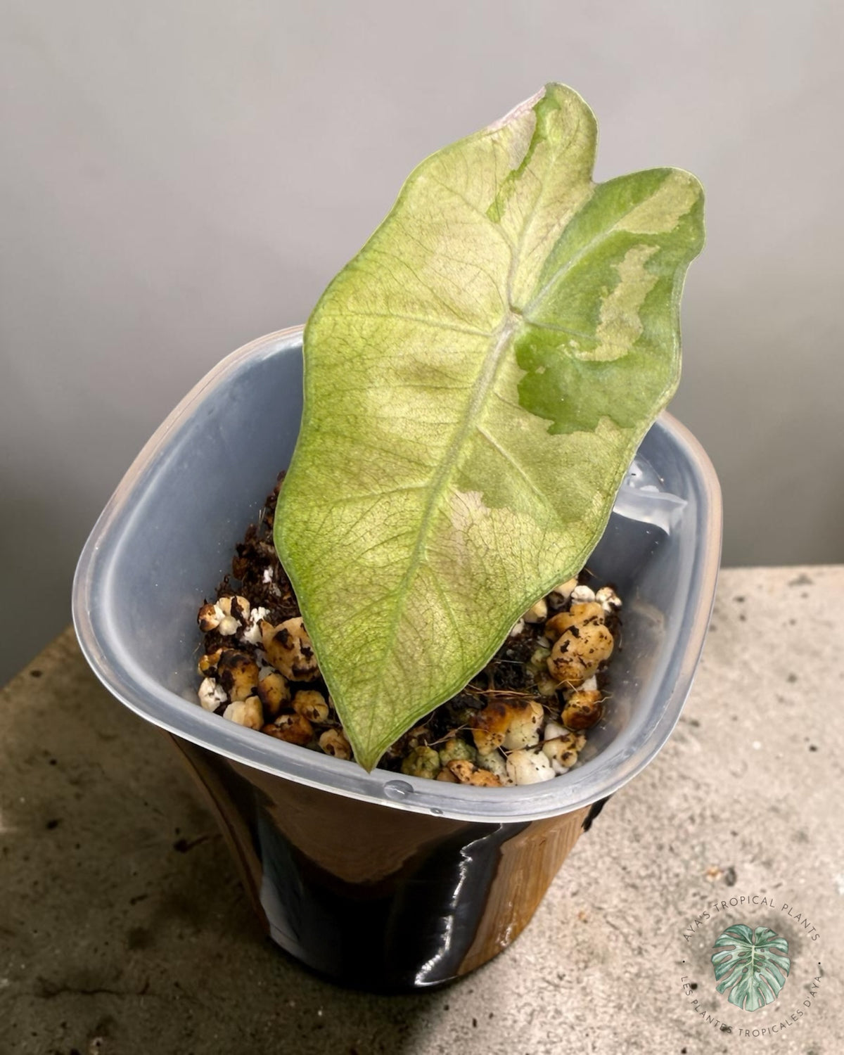 Alocasia Pseudo Sanderiana Pink panachée, feuille en flèche aux grandes sections crème teintées de rosé