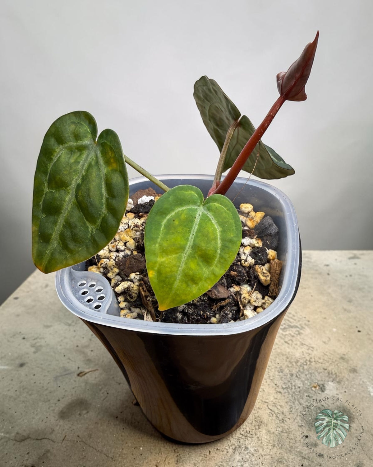 Anthurium Papi × King of Spades with heart-shaped leaves and a new burgundy-red leaf emerging