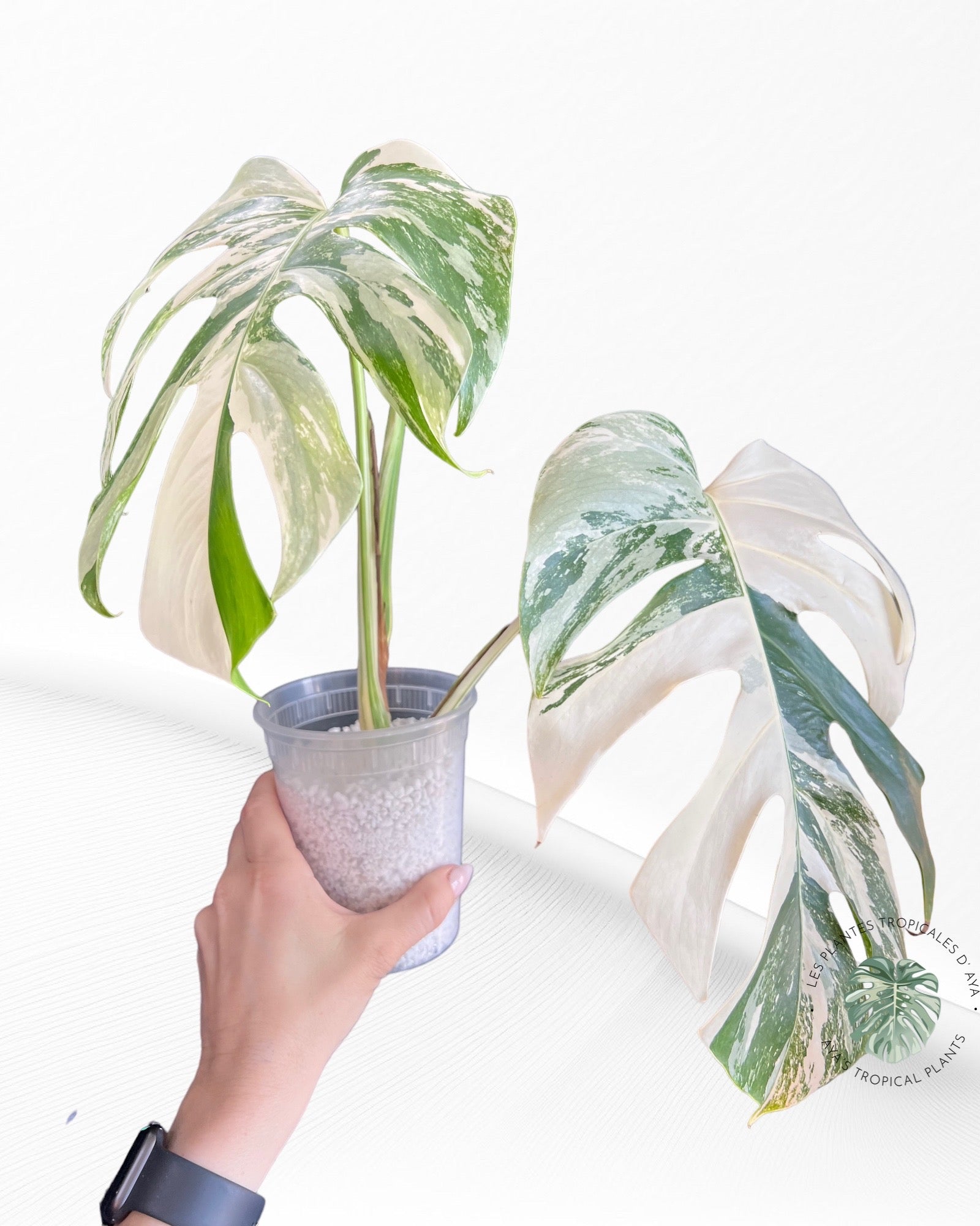 Monstera White Tiger