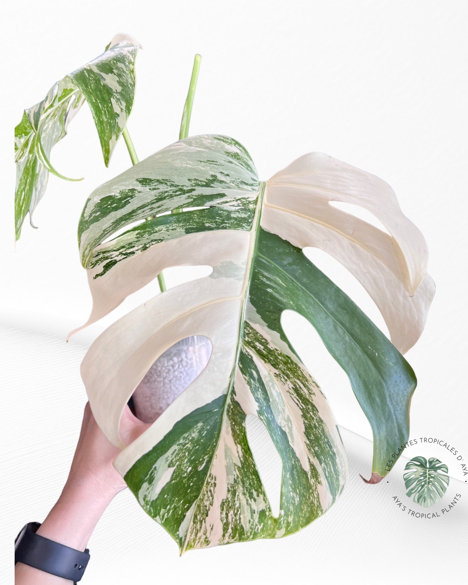 Monstera White Tiger