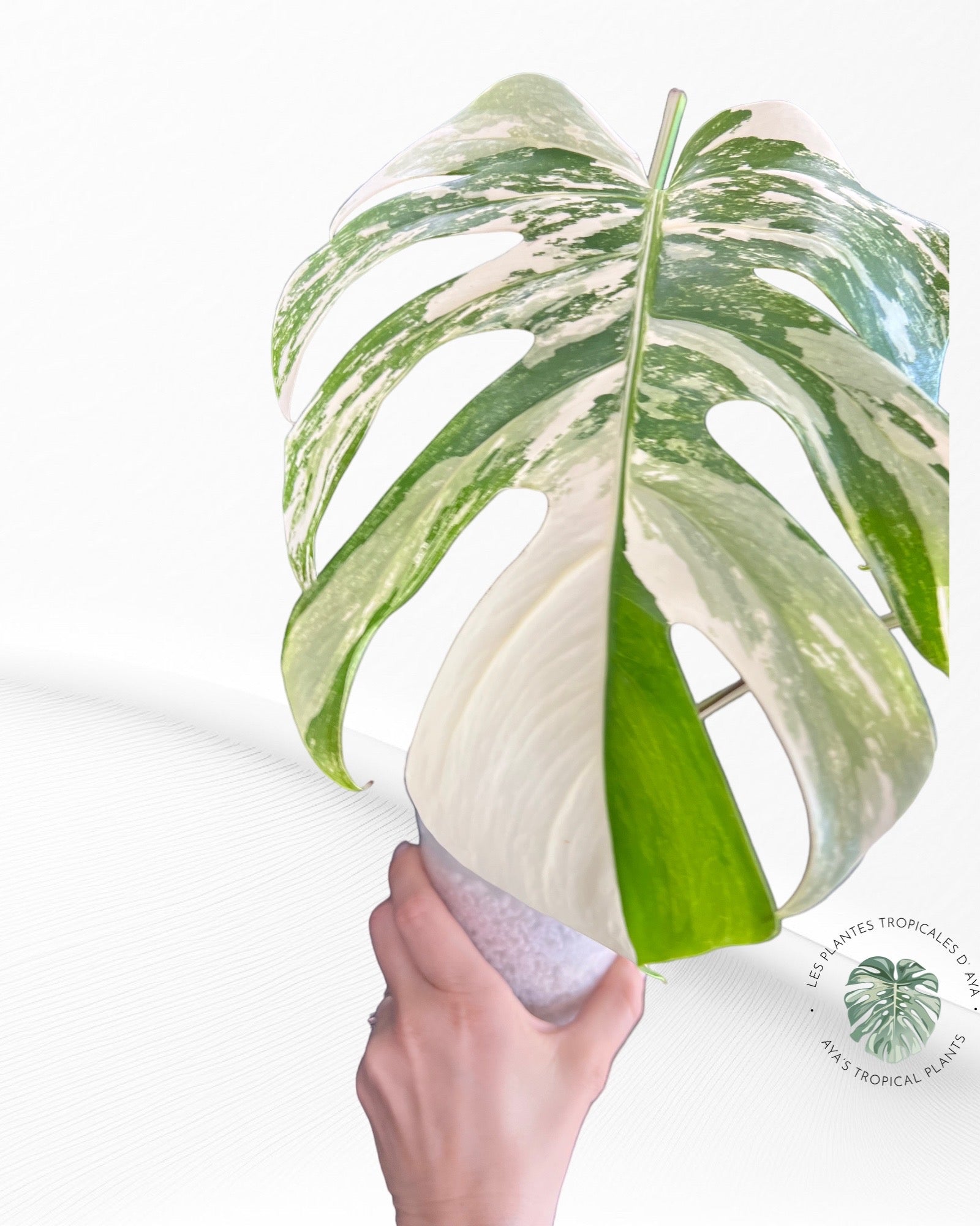 Monstera White Tiger