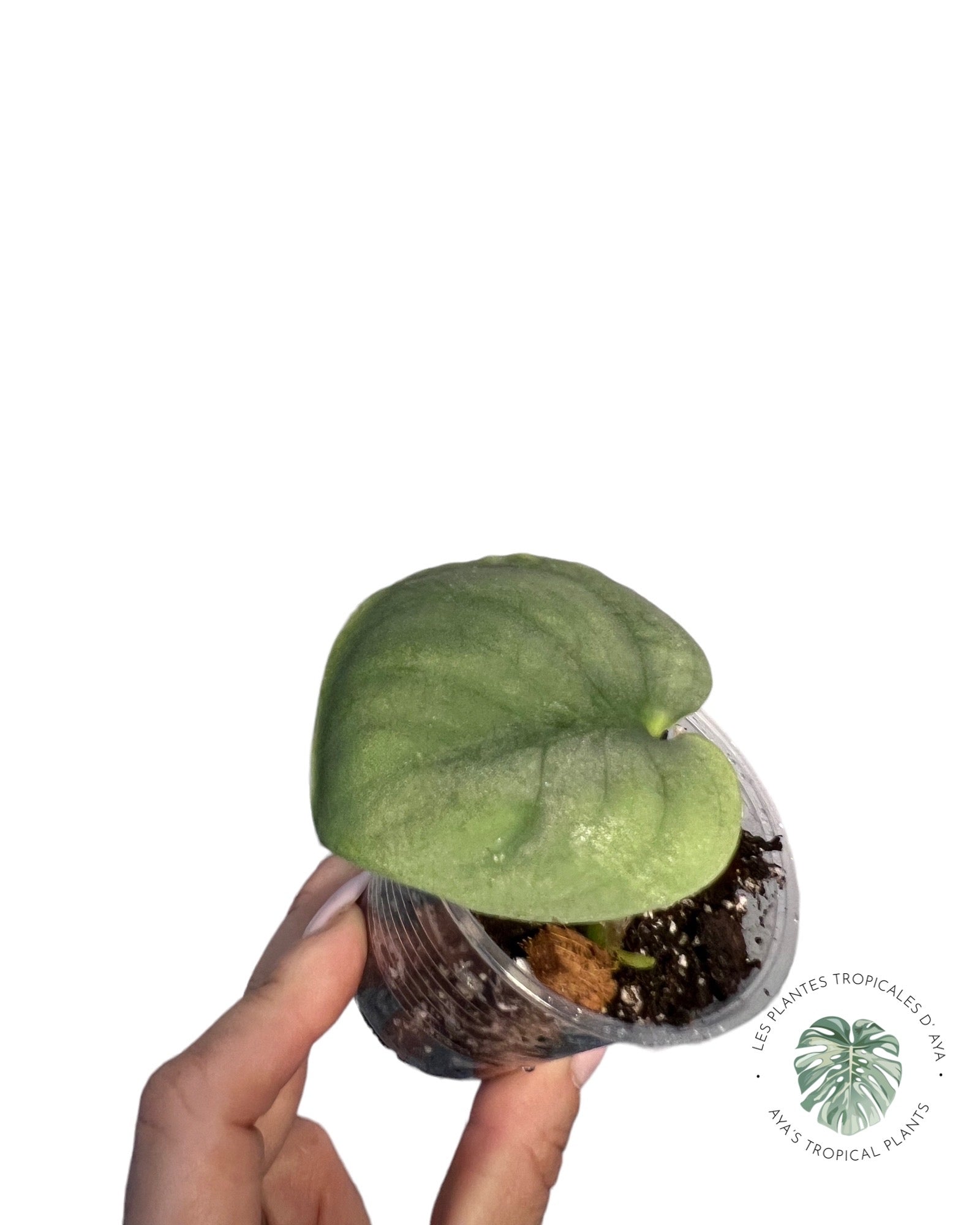 Scindapsus Pictus Cv. Platinum * LAVA*(23)