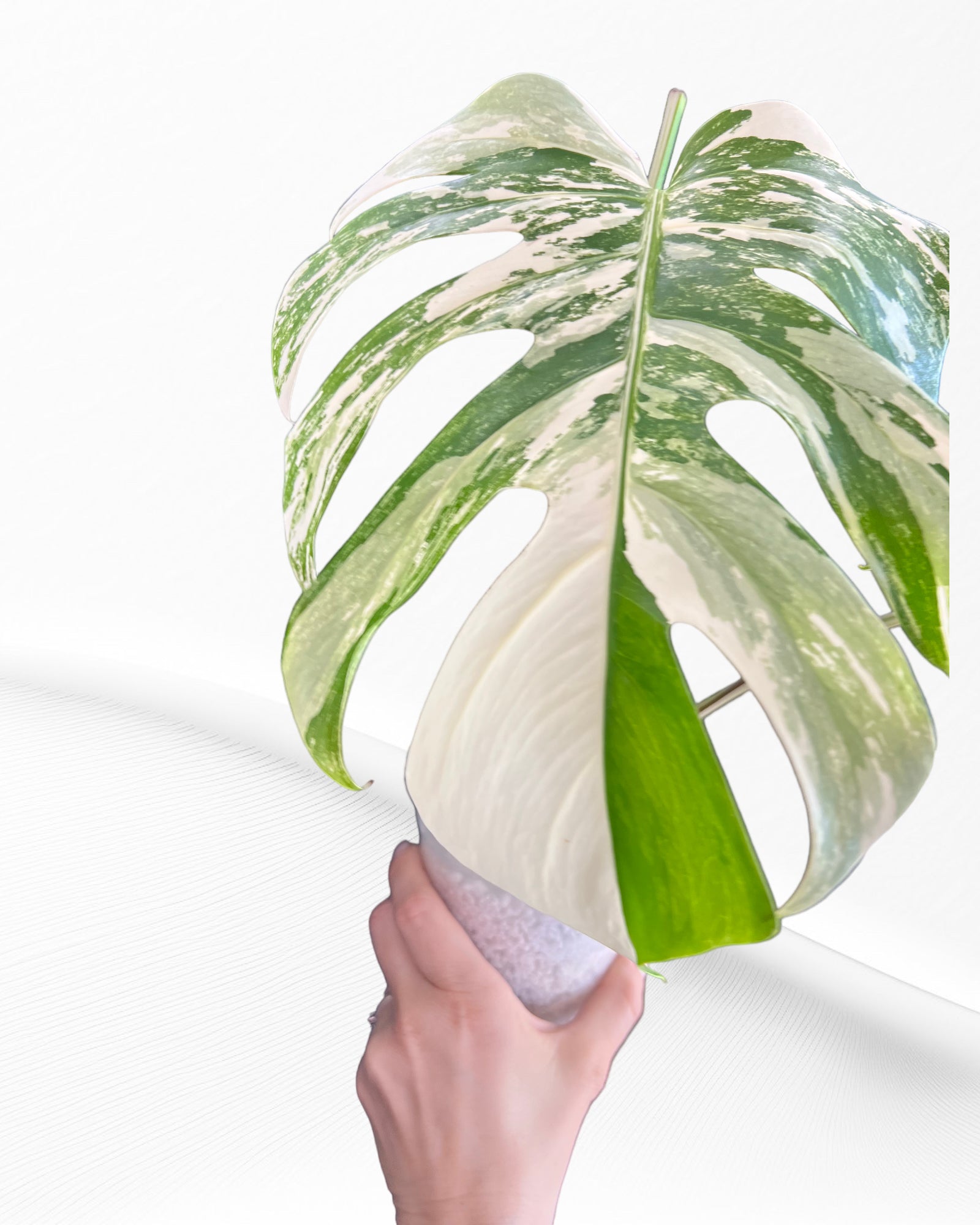 Monstera White Tiger