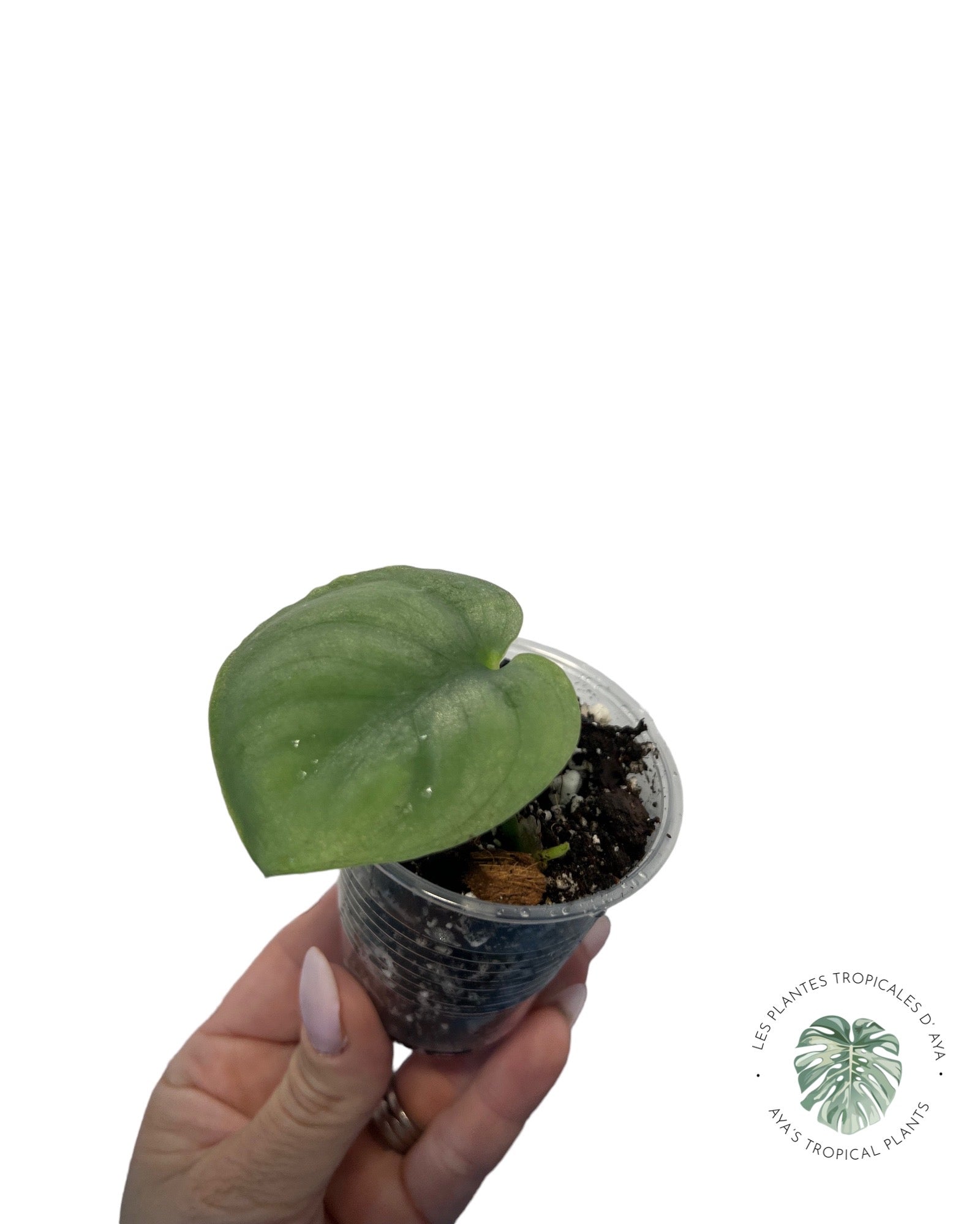 Scindapsus Pictus Cv. Platinum * LAVA*(23)
