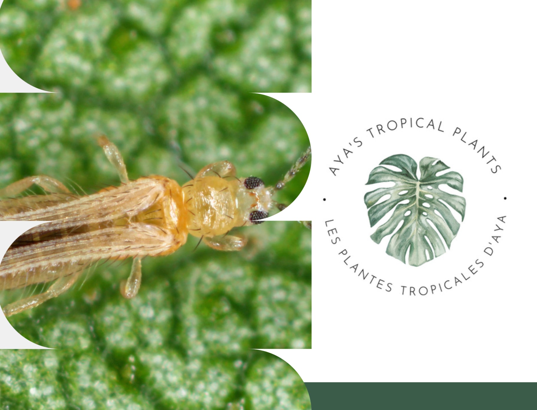 Thrips sur feuille: comment identifier les thrips ou Photo de thrips pour reconnaître une infestation sur plante