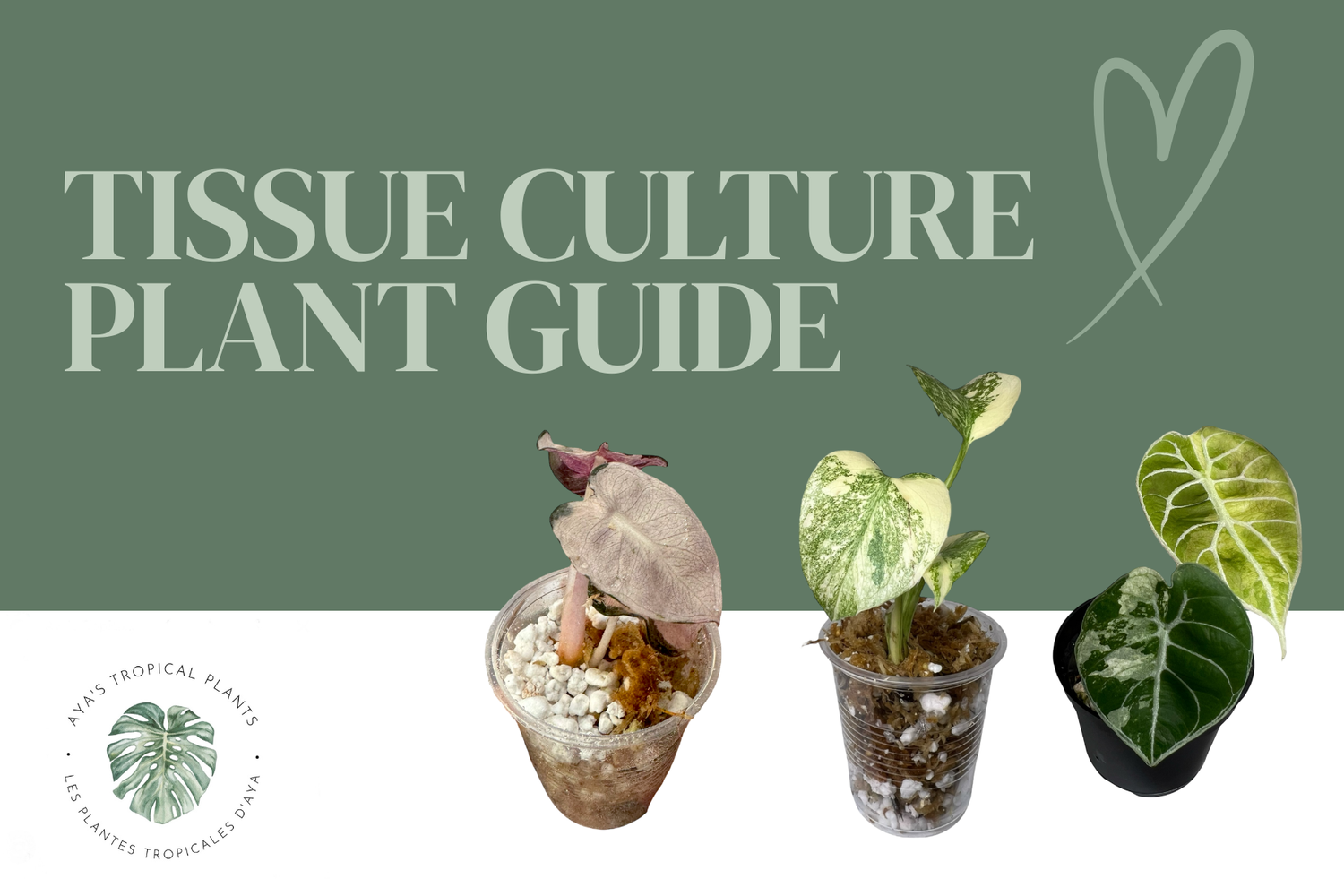 🌱 Beginner’s Guide to Tissue Culture Plants