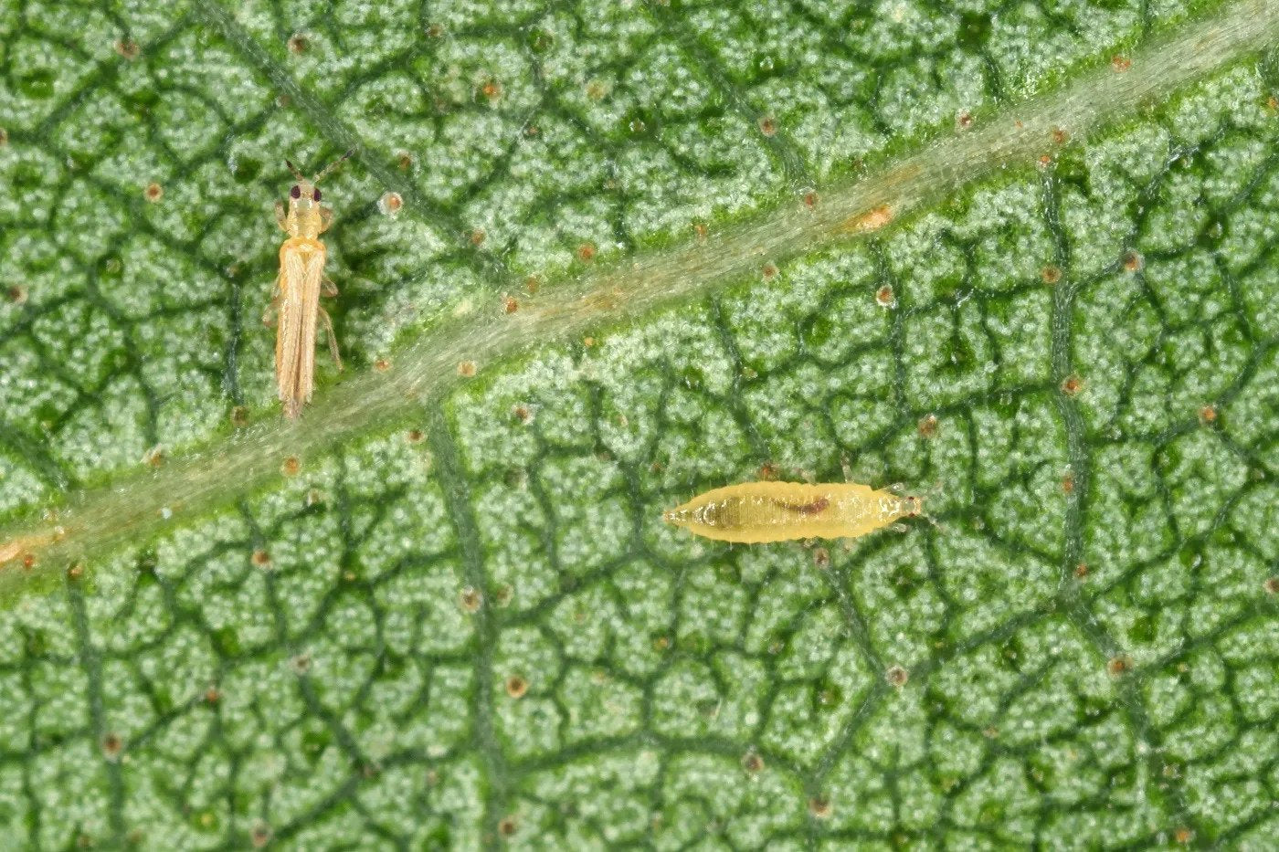 What are Thrips and How To Kill Them