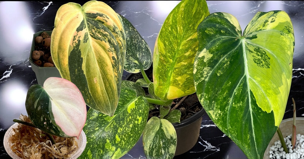 T.C. Philodendron