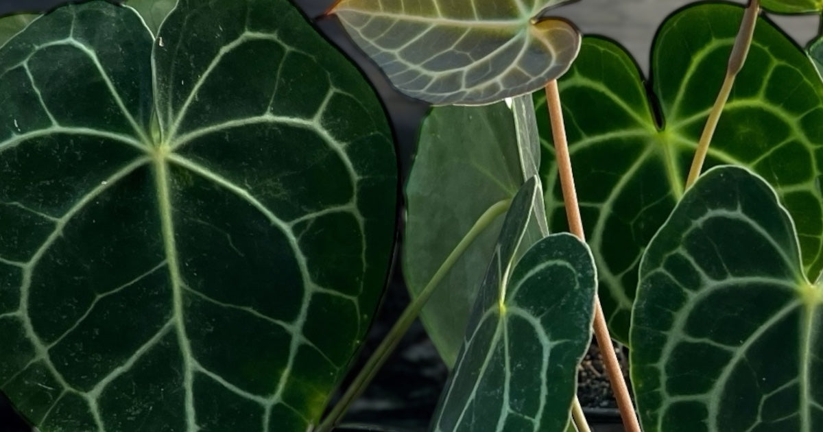 T.C. Anthurium