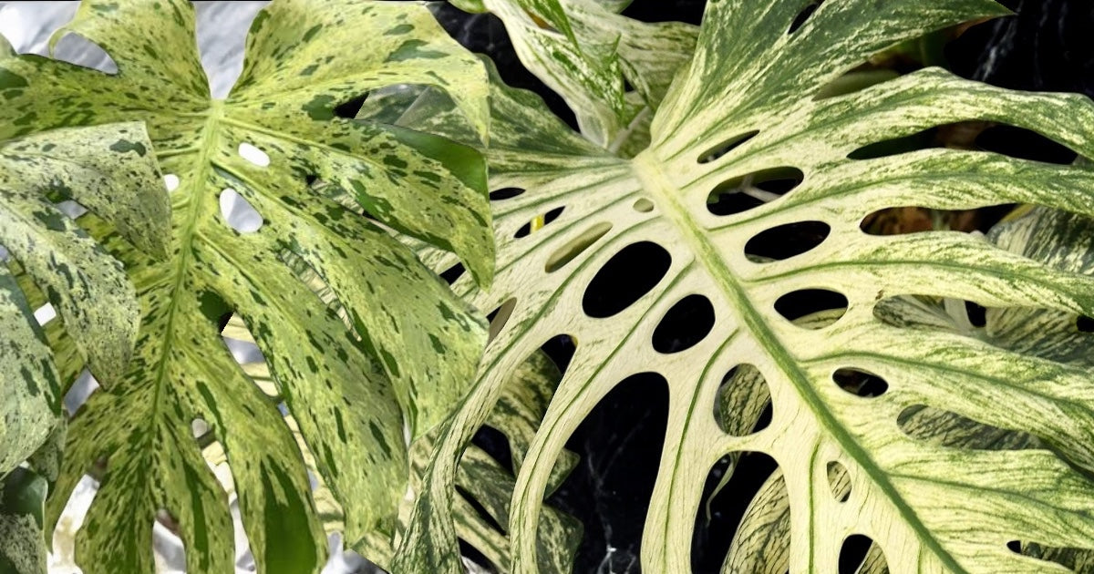 Ultra rare plant collection