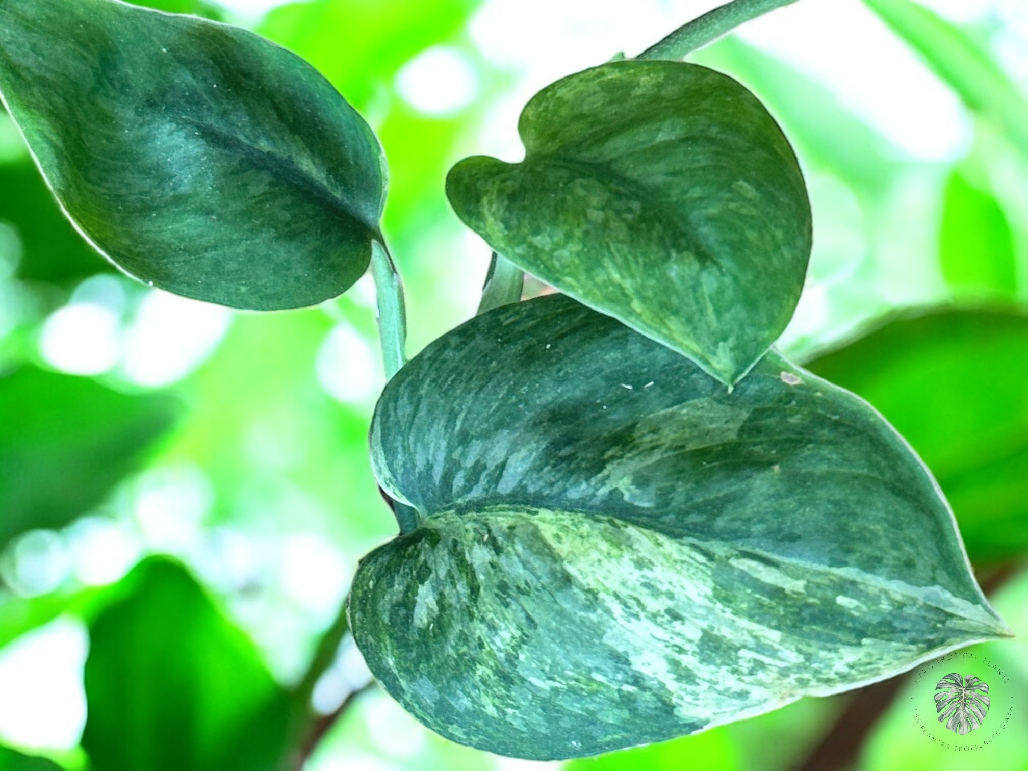 Scindapsus Halimoon