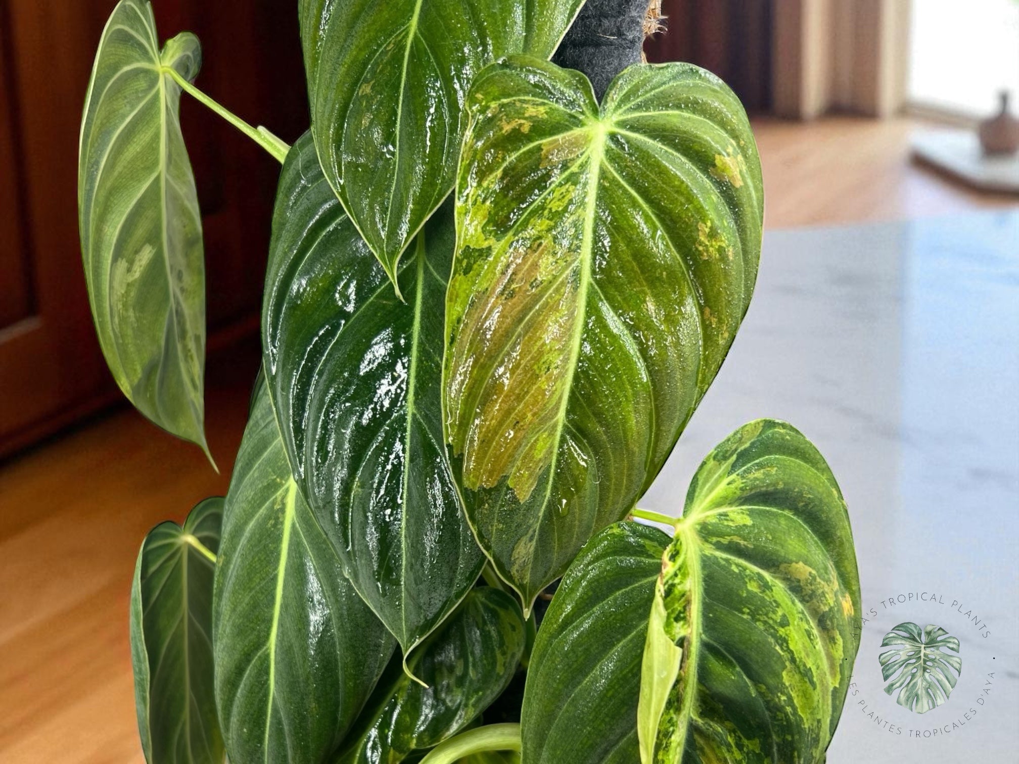 Philodendron Melanochrysum Variageted