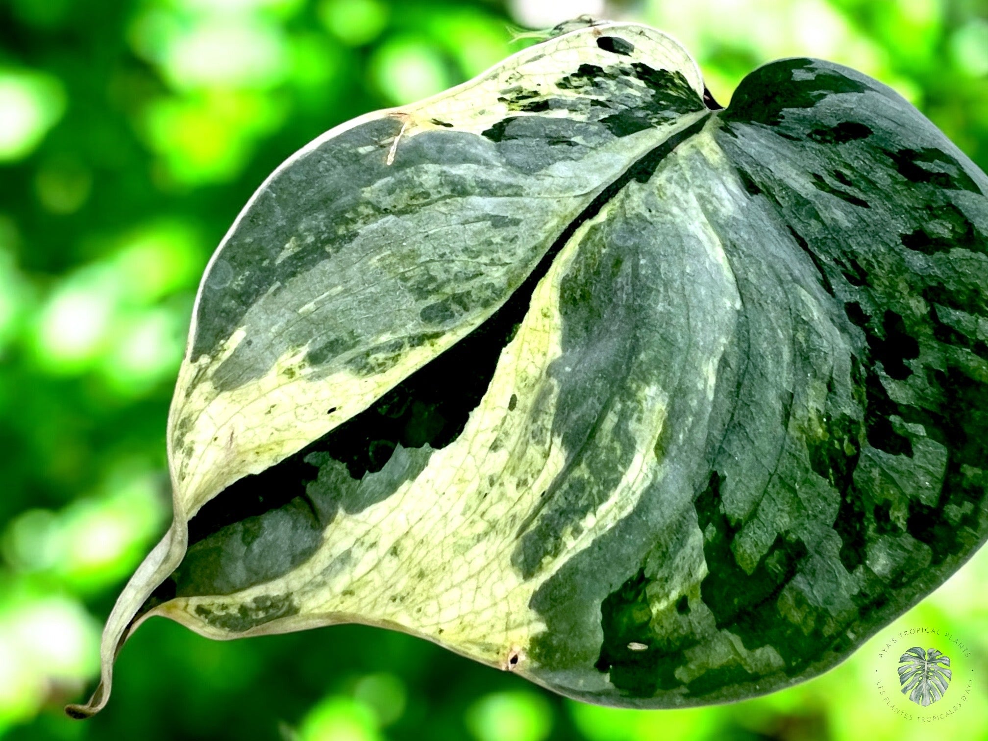 Scindapsus