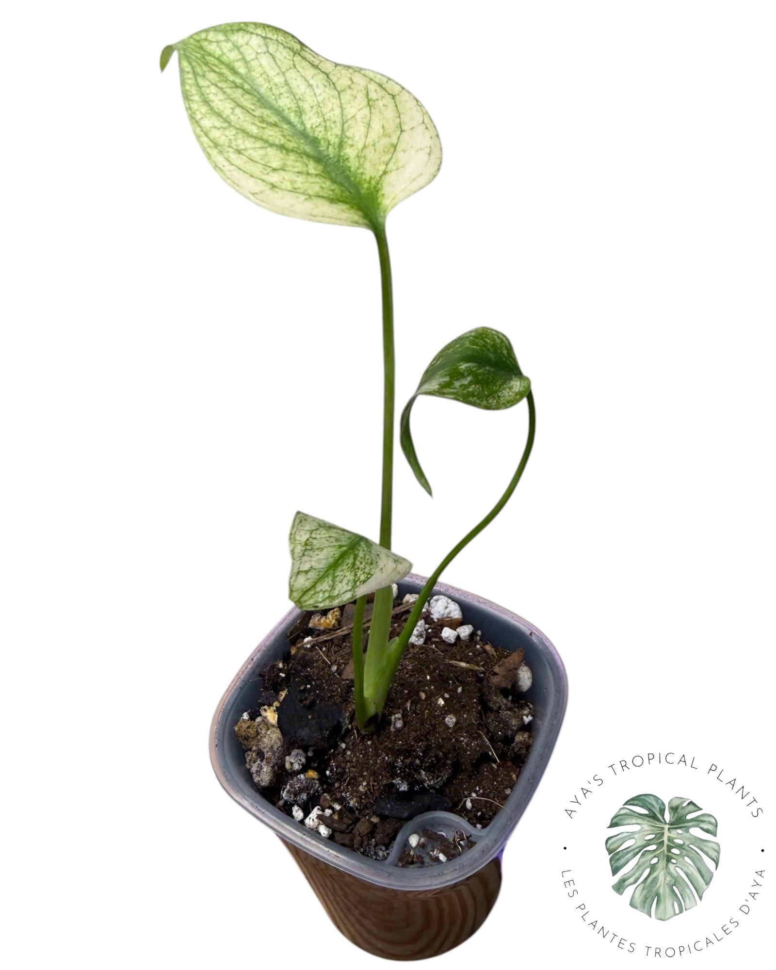 Monstera White Monster