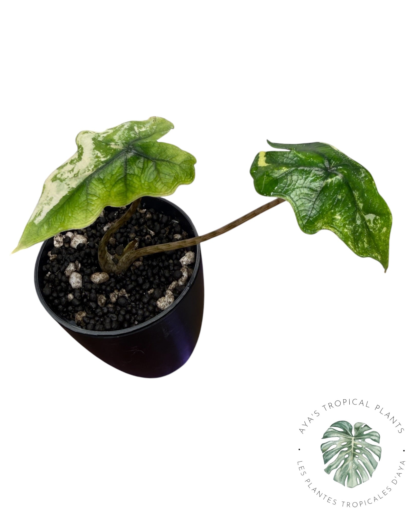 Alocasia Jacklyn Mystic variegated