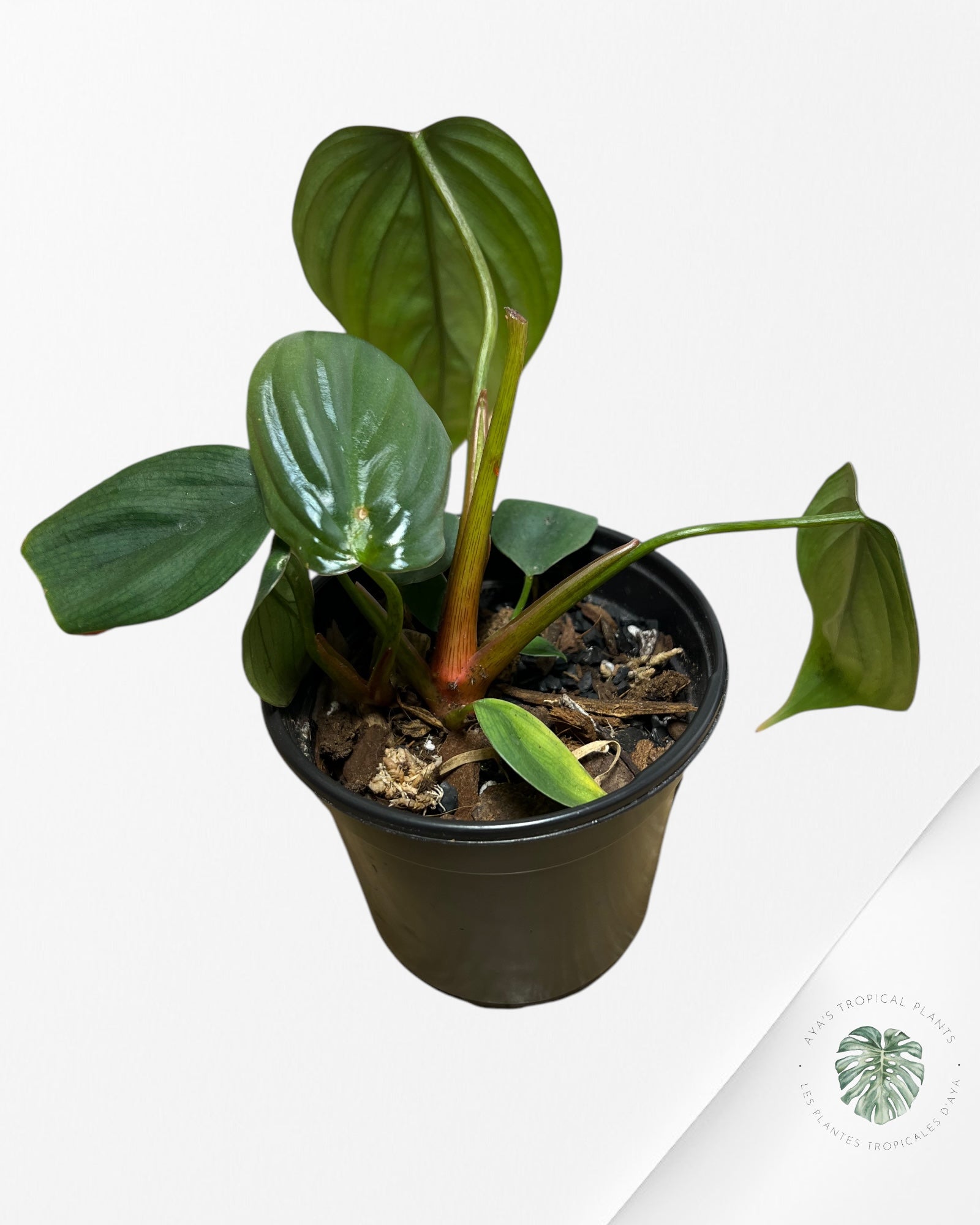 Philodendron Colombie - 05