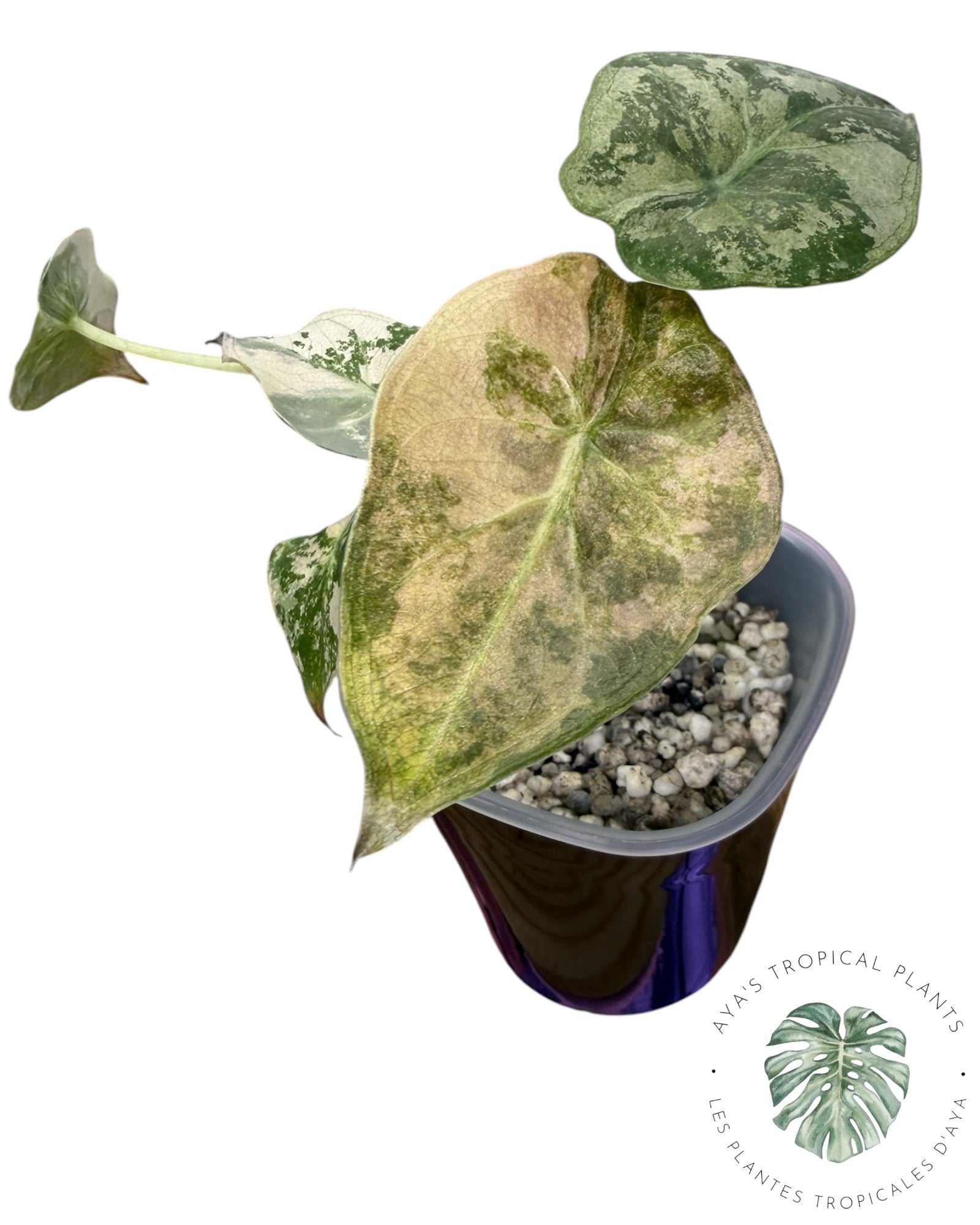 Alocasia Wentii Albo Pink Variegated