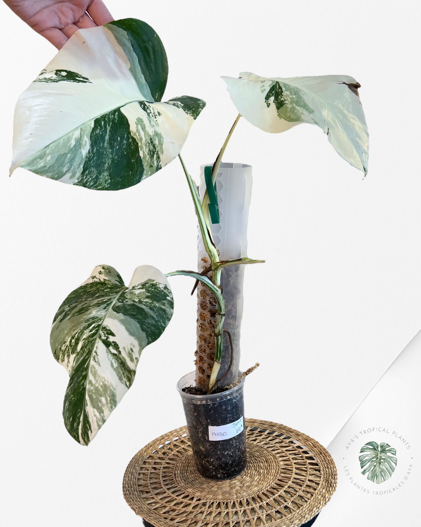 Monstera Borsigiana Albo-JAM5