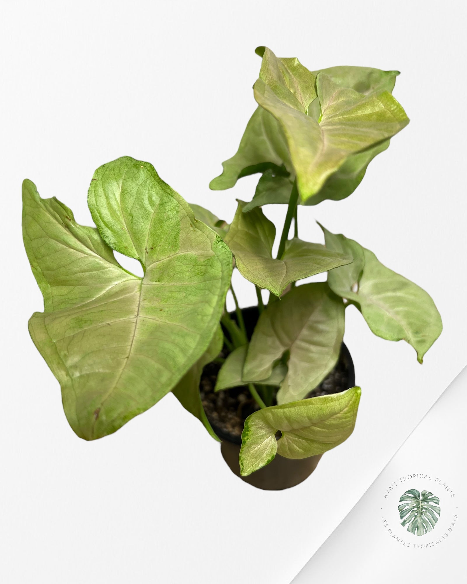 Syngonium Néon Robusta - A2