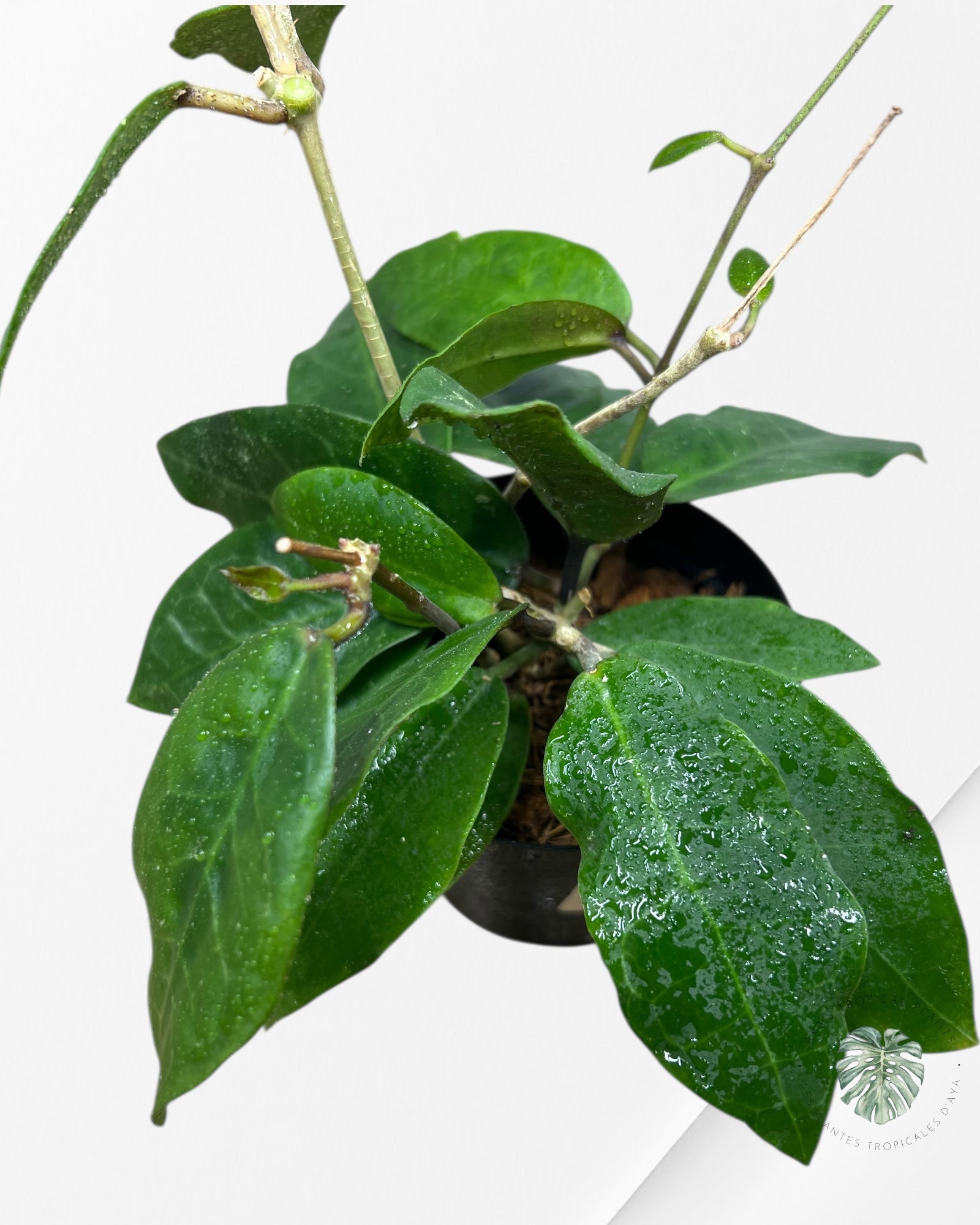 Hoya Patricia - F8