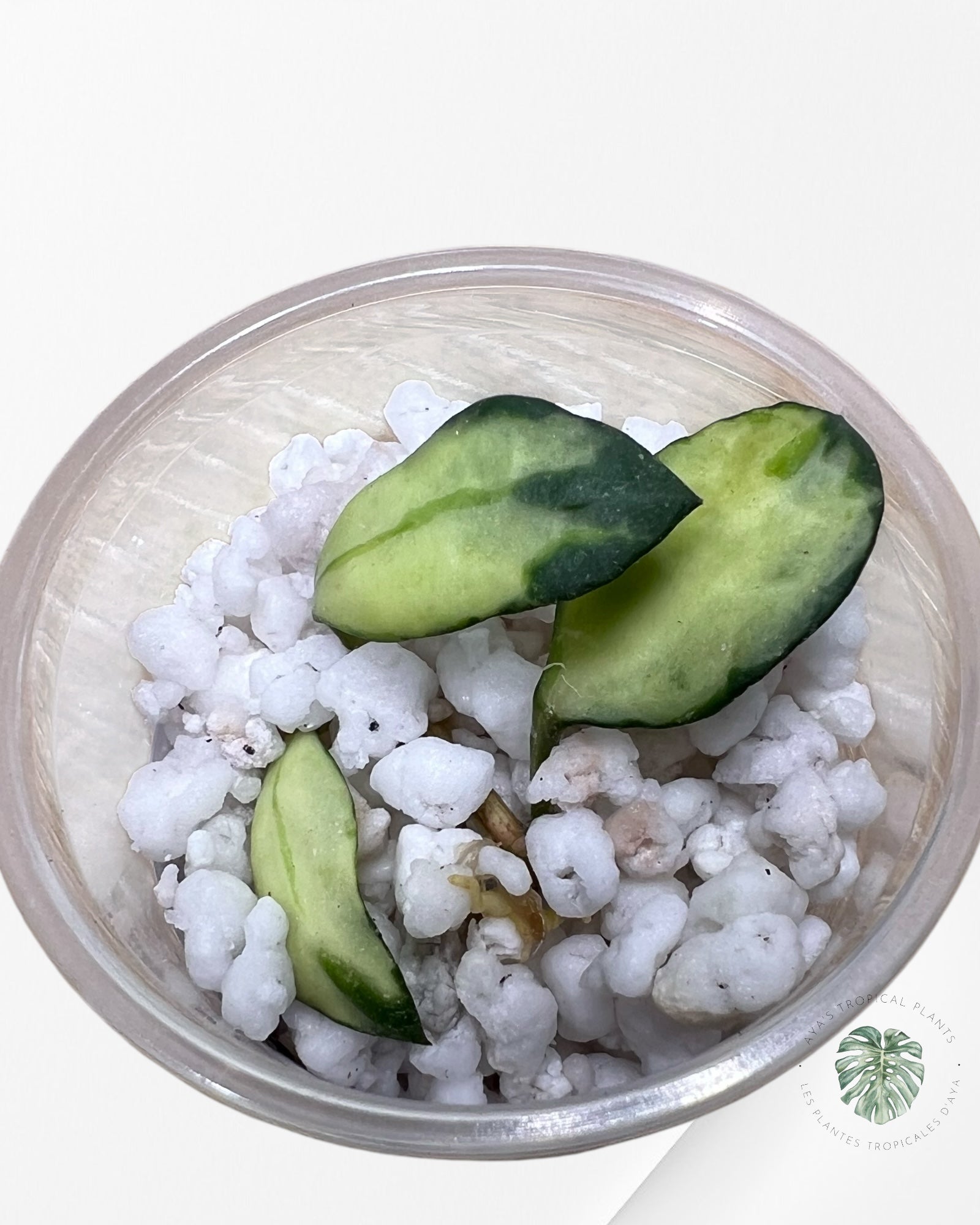 Hoya Lacunosa Minara - LM1