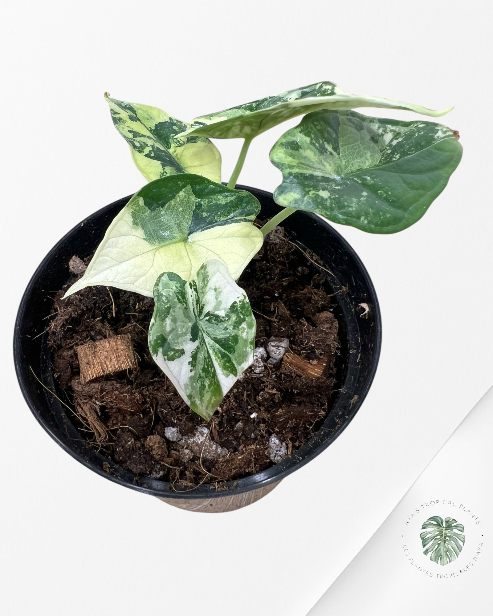 Alocasia baginda ' Dragon Scale’ variegated - F2