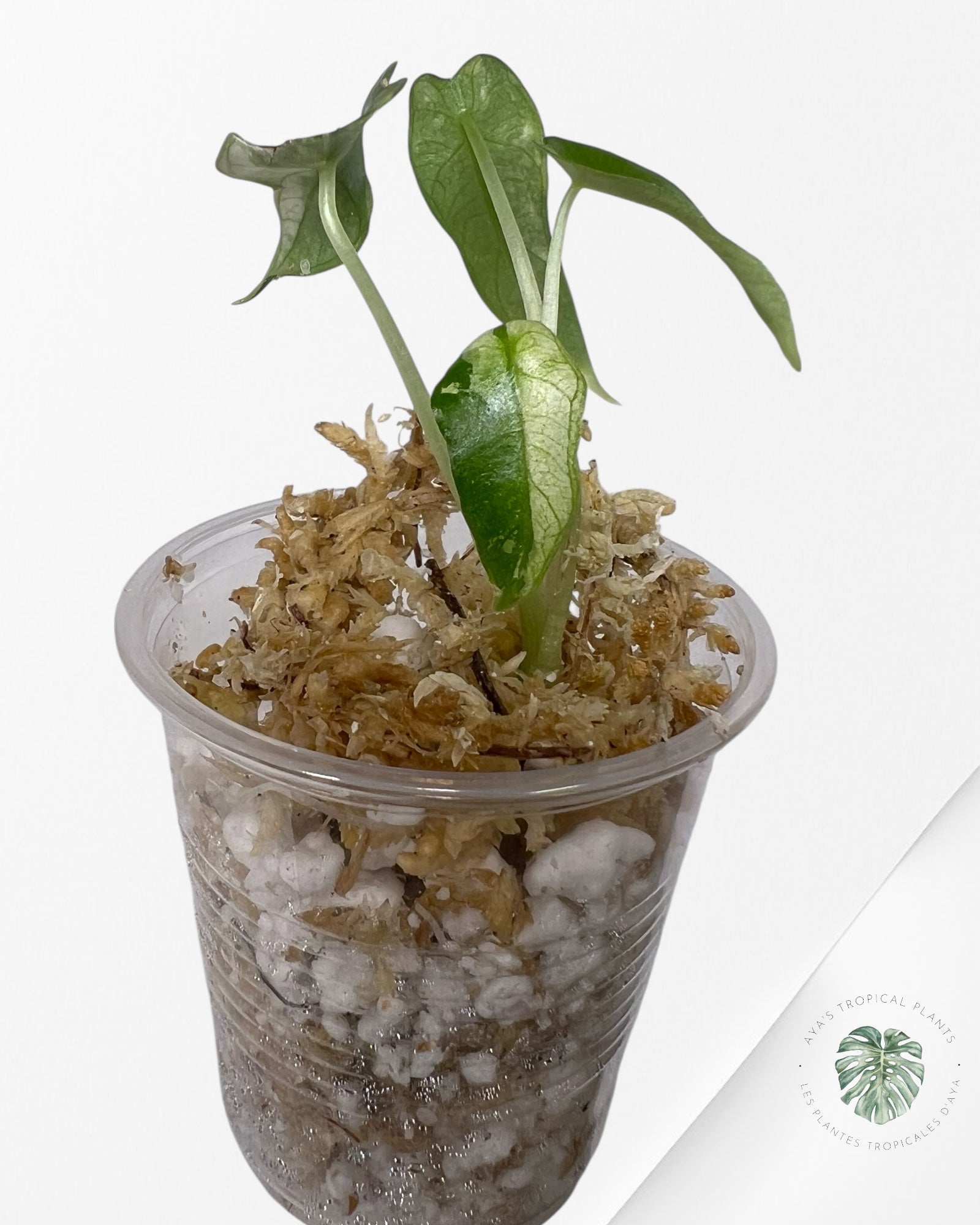 Alocasia Bambino Panaché - TC1
