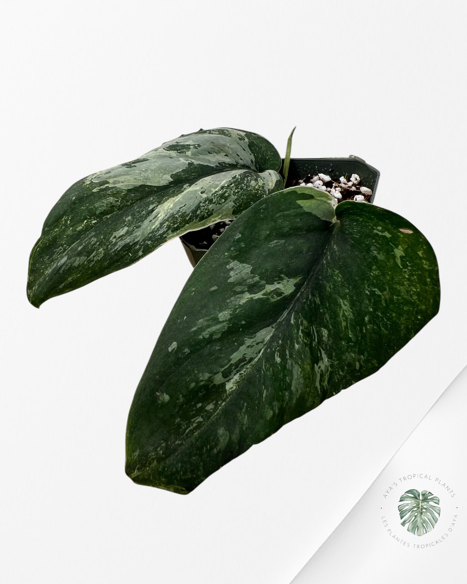 Scindapsus Silver Splash Variagated - SA1