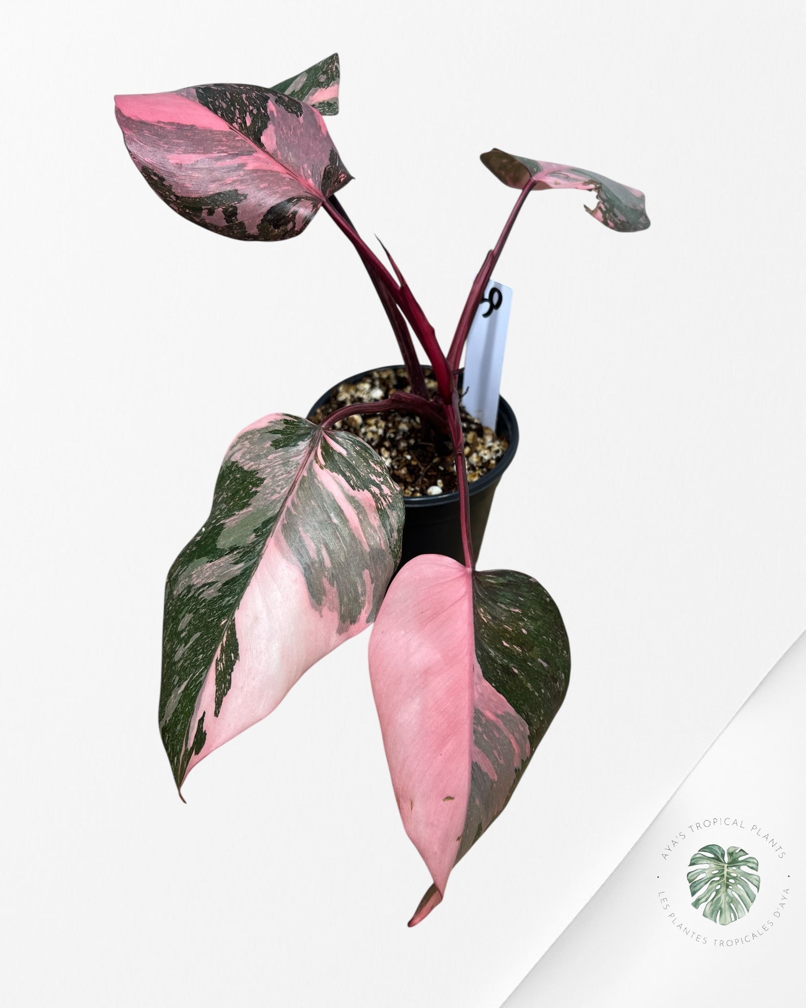 Philodendron 'Pink Princess Galaxy - F5
