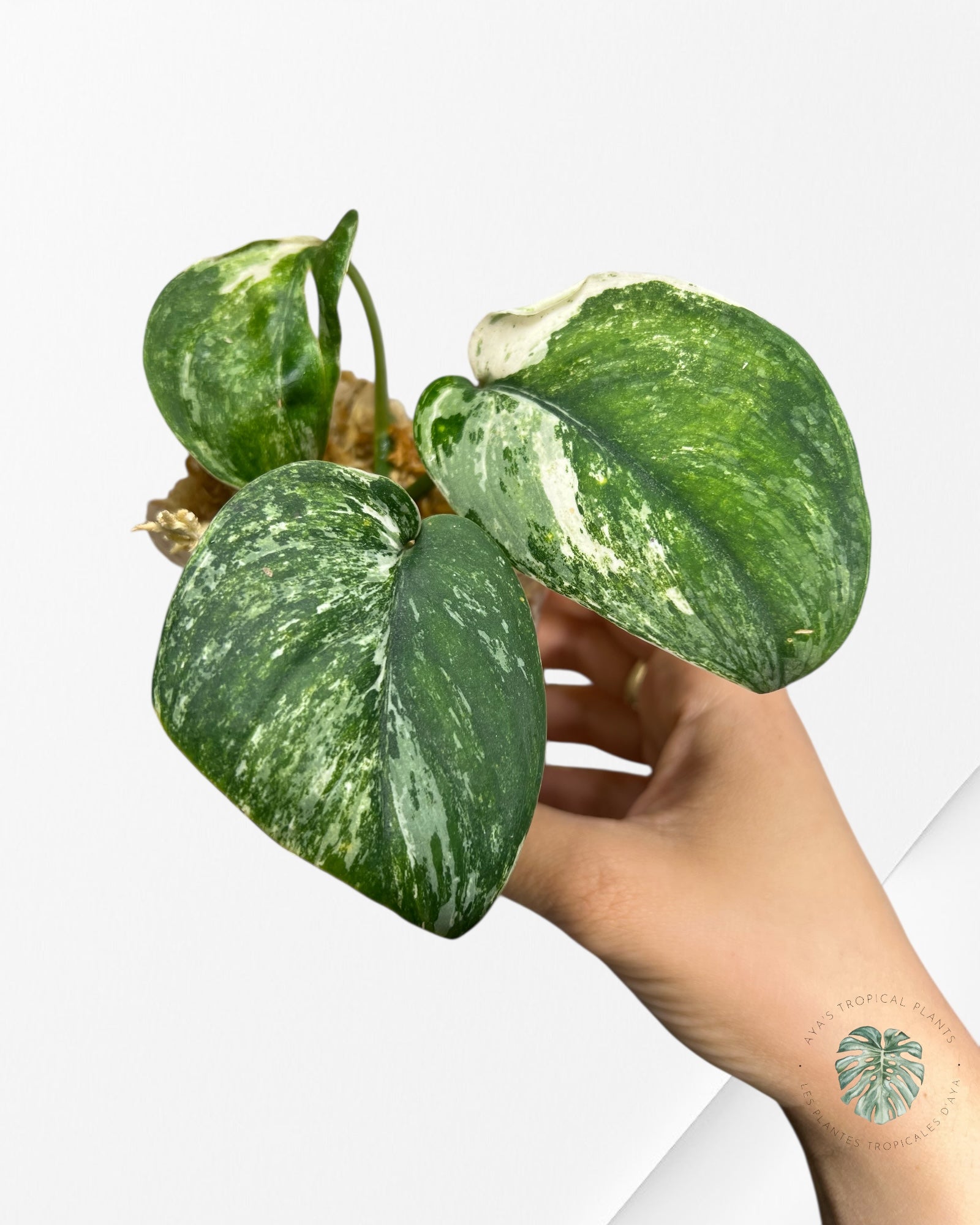 Scindapsus Unicorn-DI4