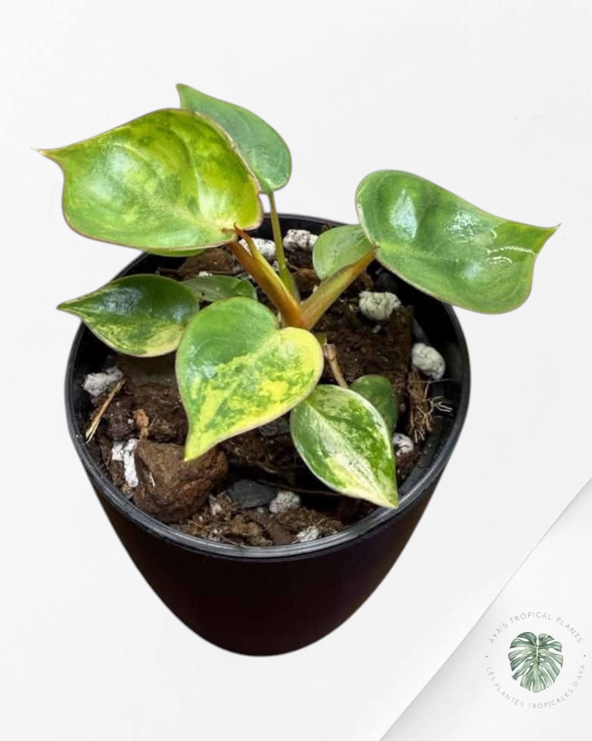 Philodendron Billietiae Variegated