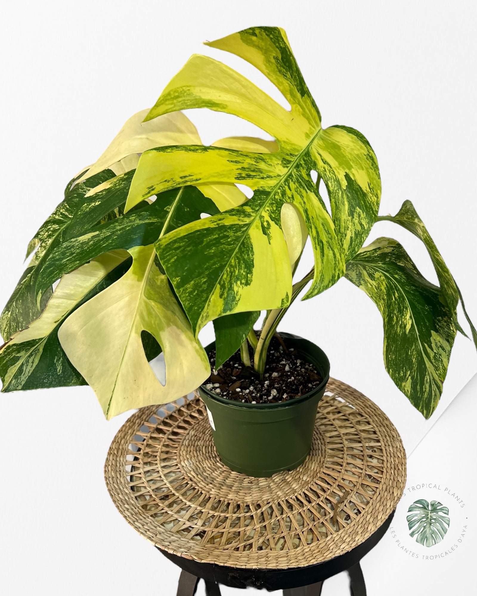 Monstera Aurea -JA6