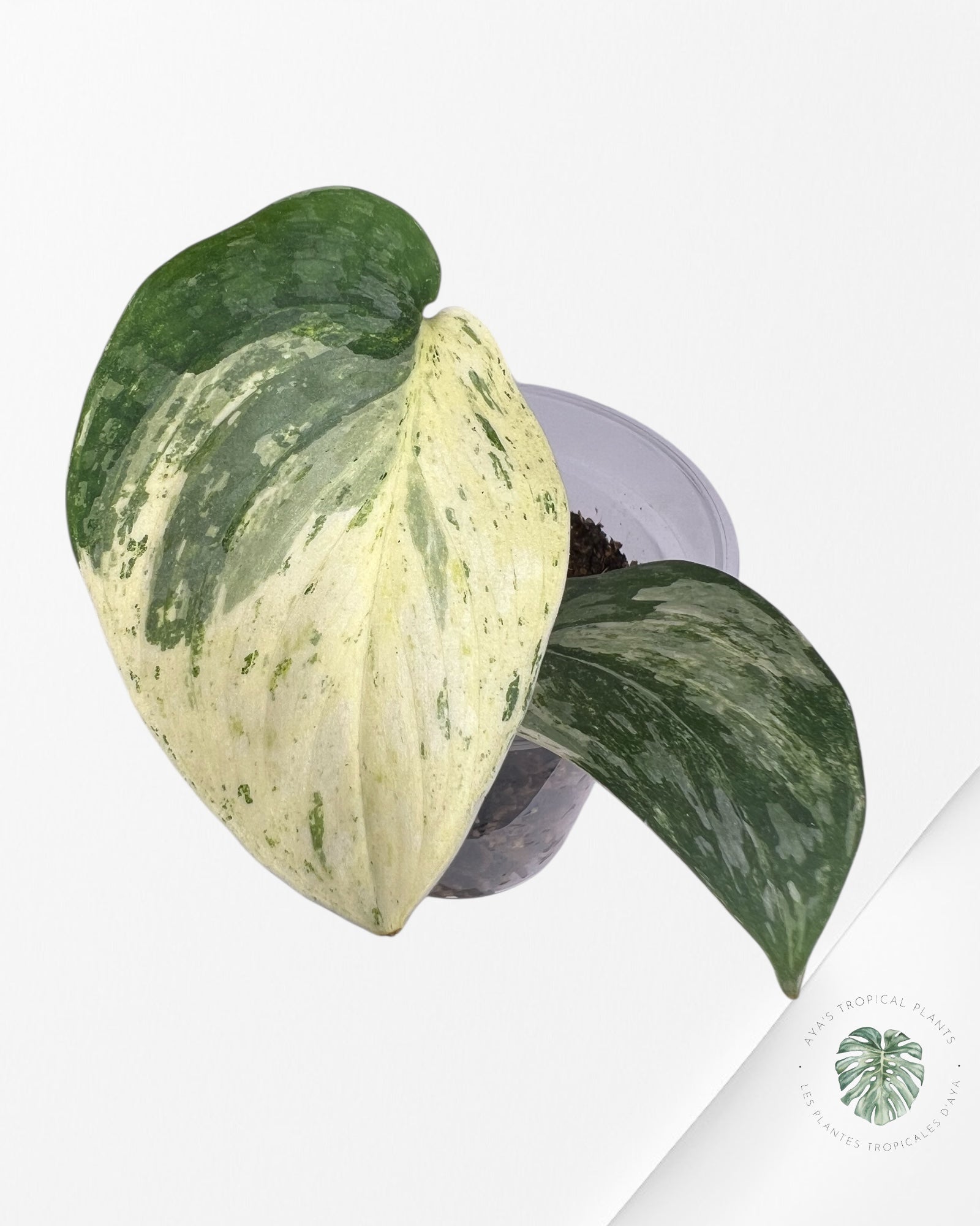 Scindapsus Sadewa - SS01