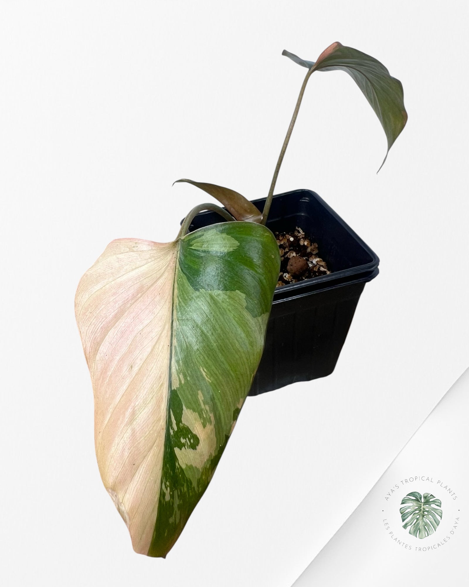 Homalomena Pink Diamond - G