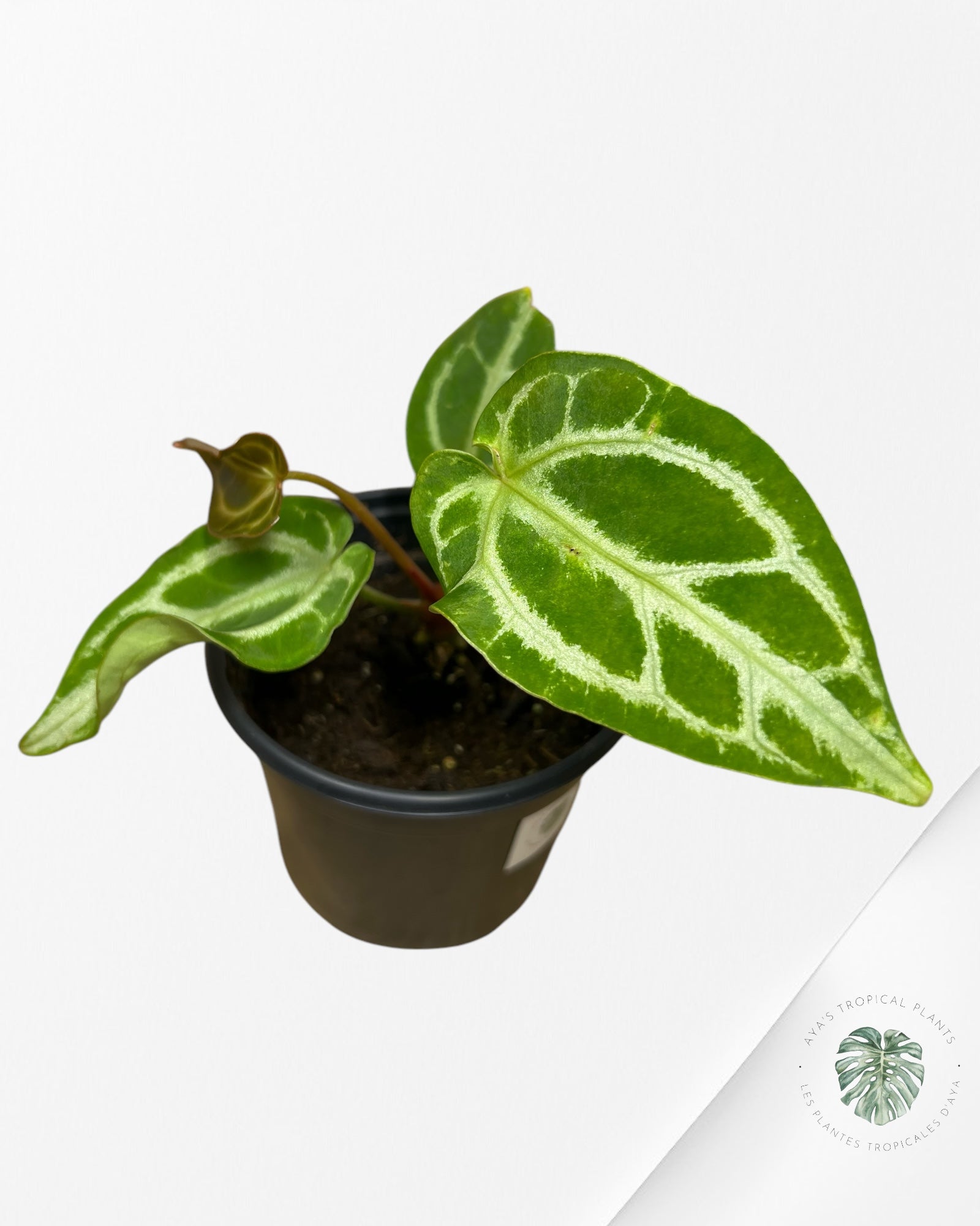 Anthurium Crystallinum Hope X Magnificum - A6