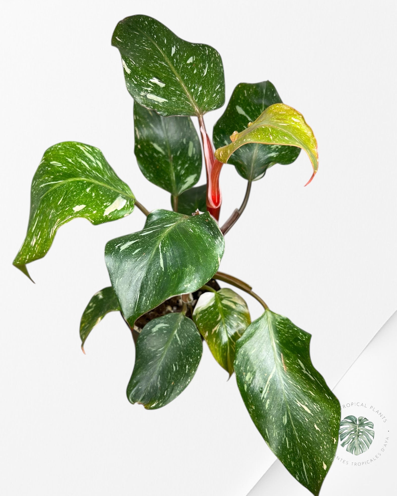 Philodendron « Chevalier Blanc » Marble King - F5