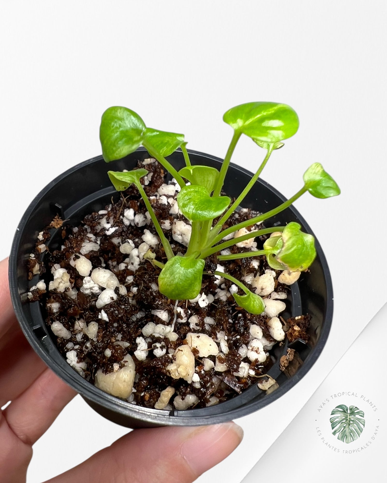 Philodendron Xanadu Variegated - TC2