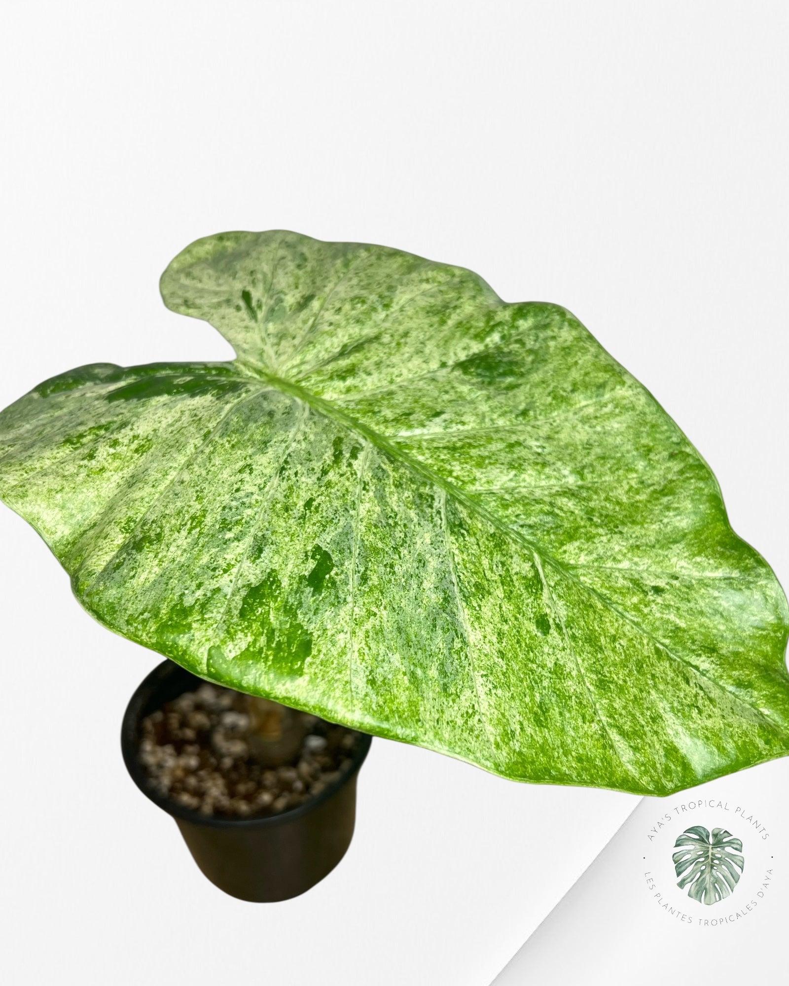 Alocasia Macrorrhiza Splash -SPC