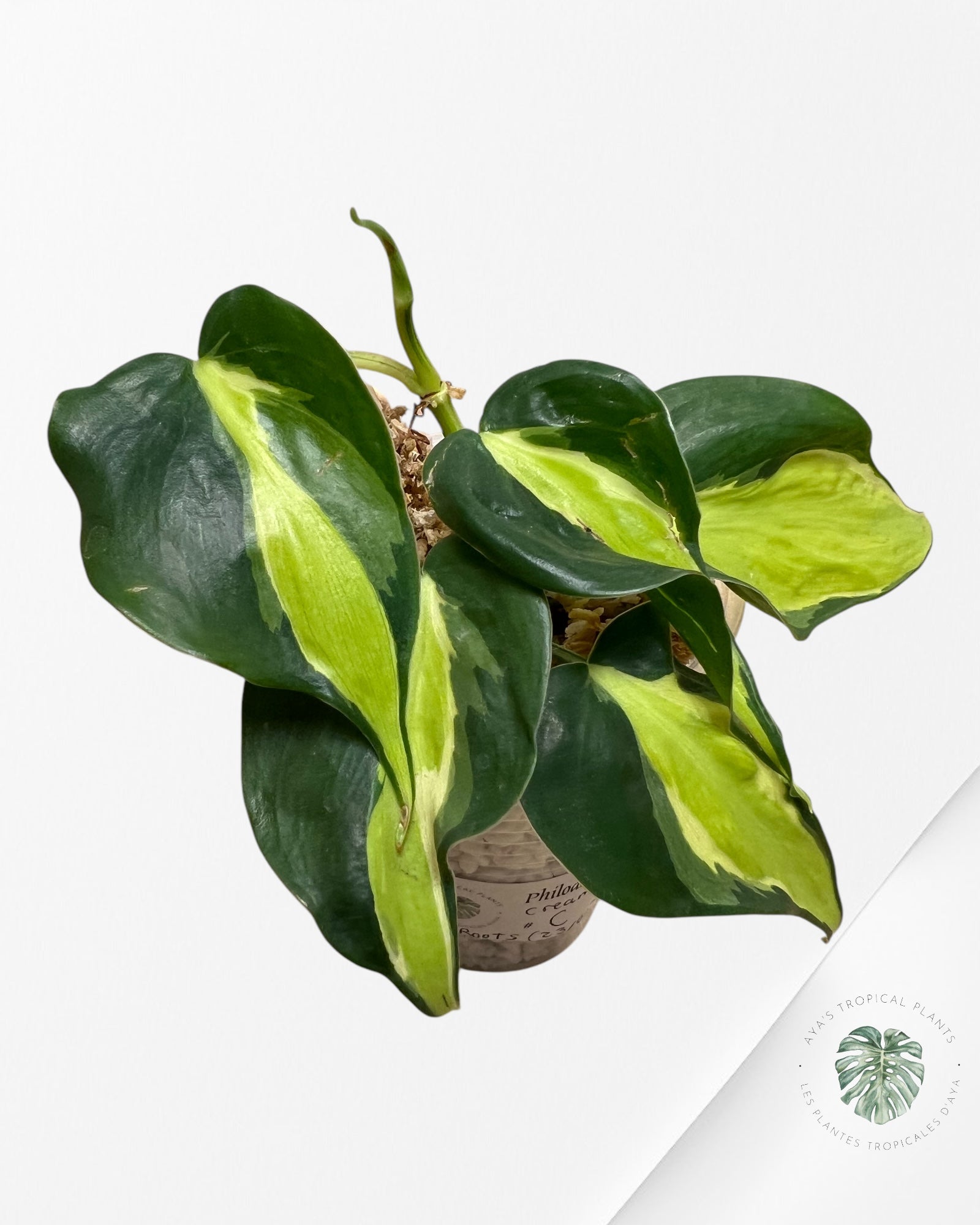 Philodendron Cream Splash - C