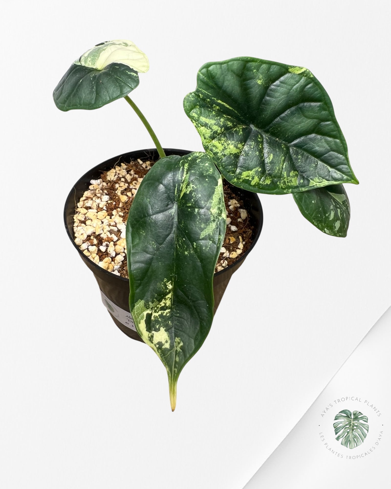 Alocasia baginda ' Dragon Scale’ variegated - F1