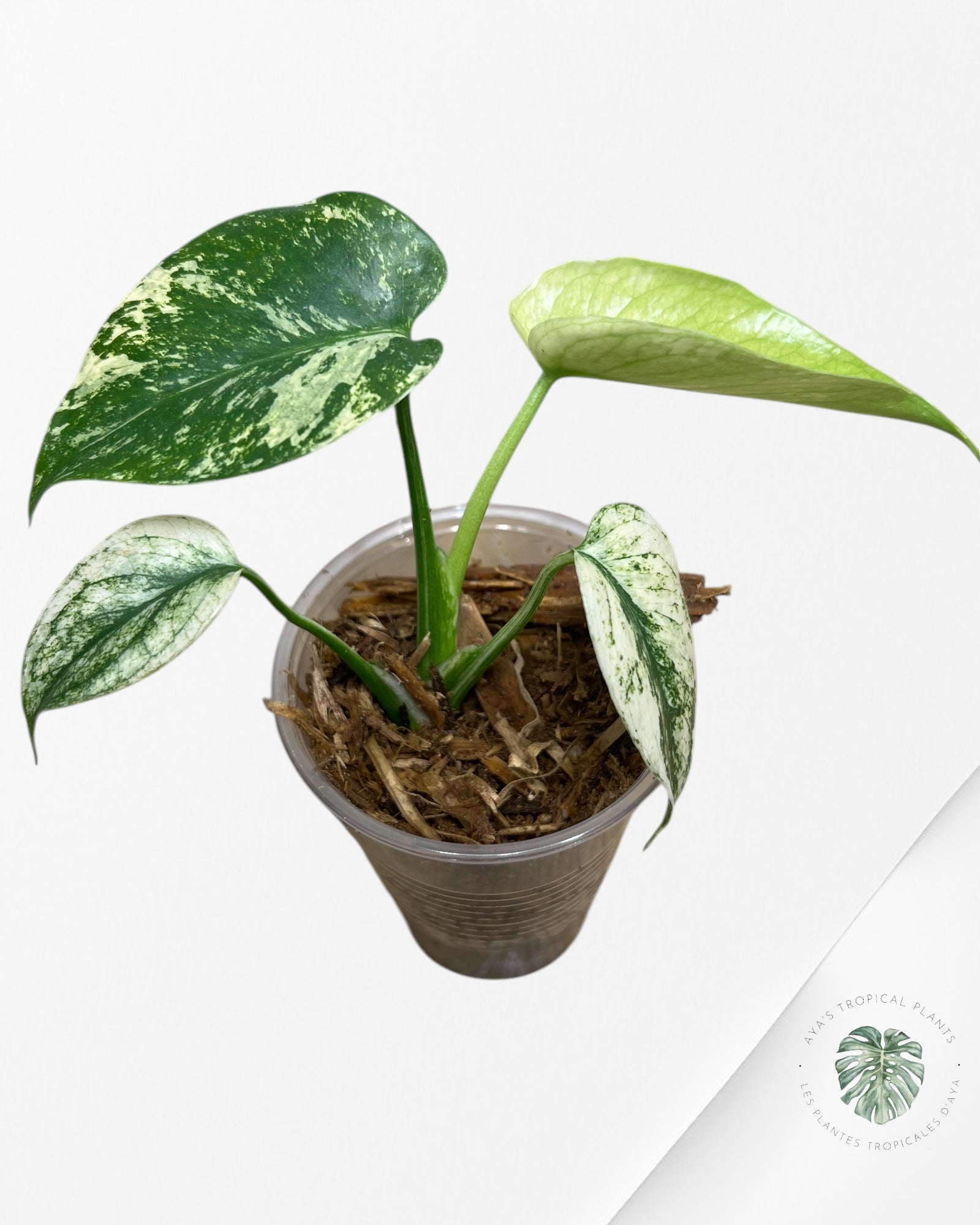 Monstera Menthe -01