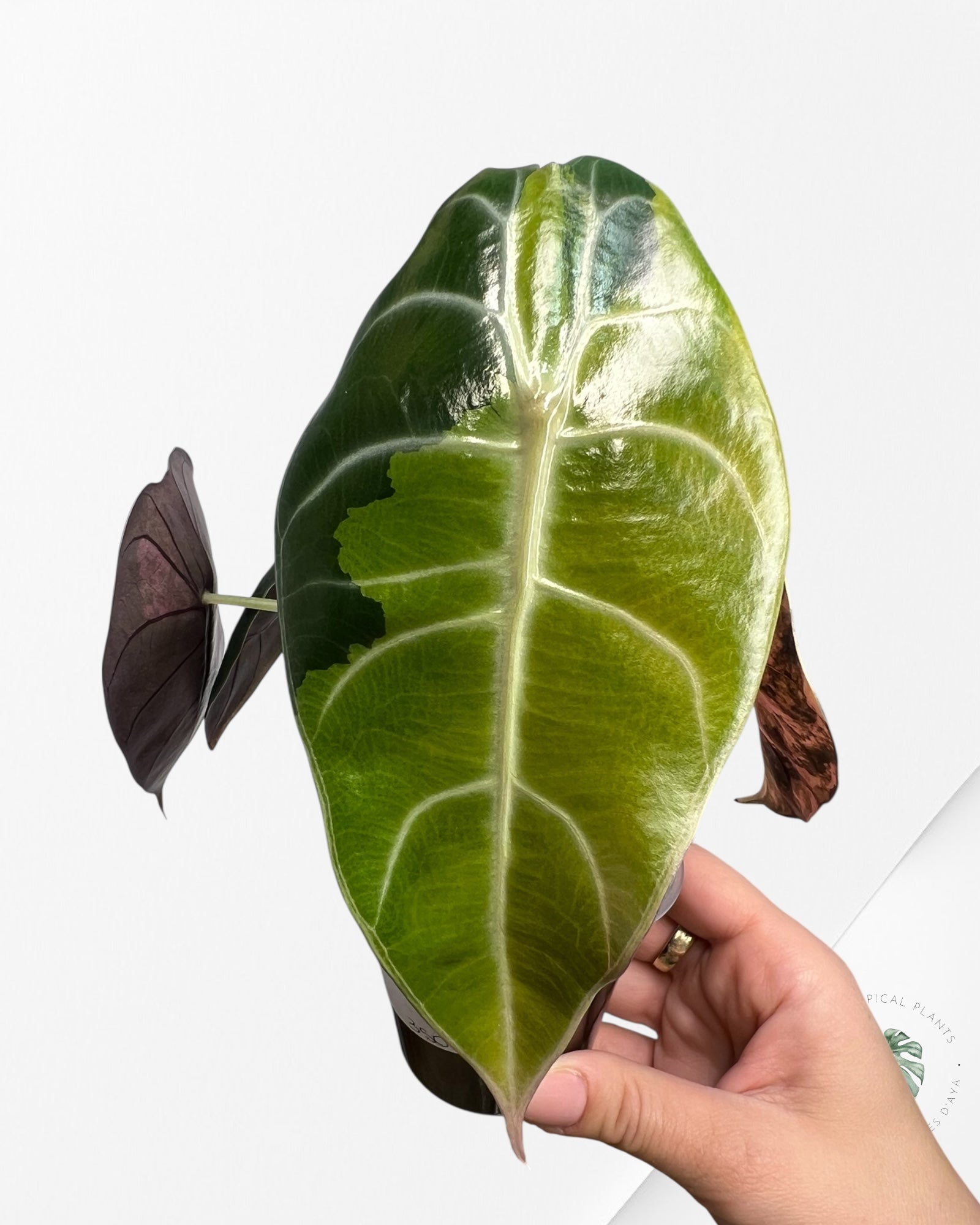 Alocasia Sedenii Aurea Variegated