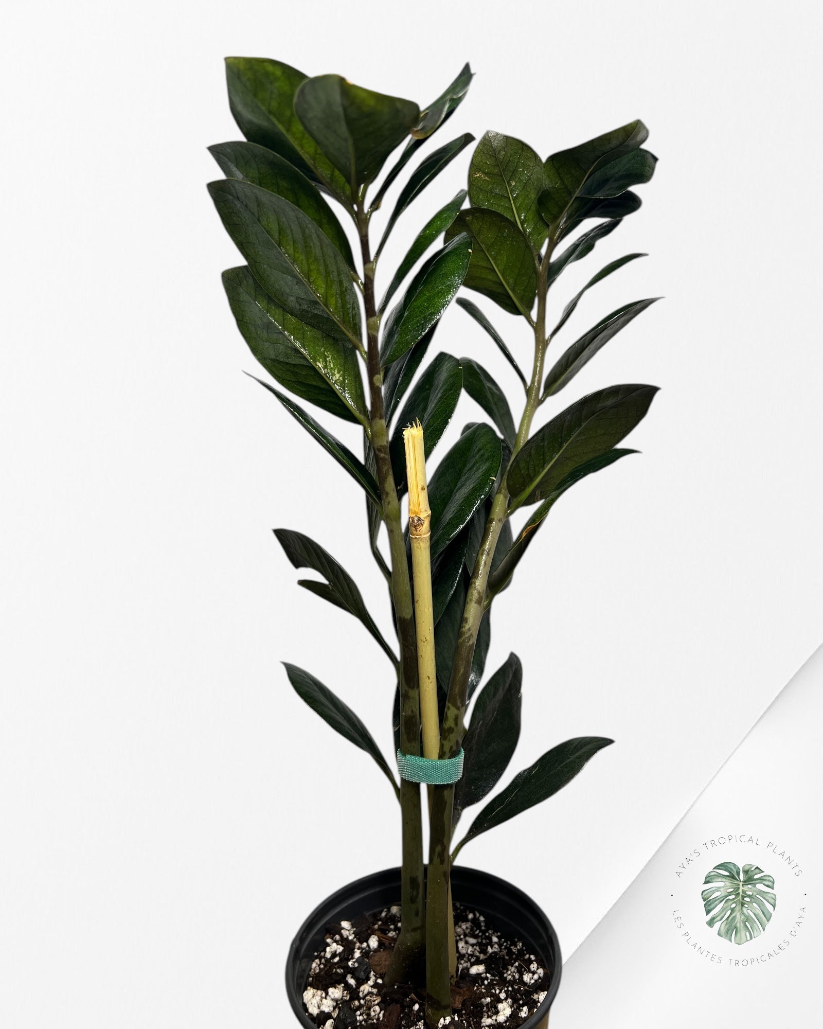 ZZ Nova Star Zamioculcas Zamiifolia -1