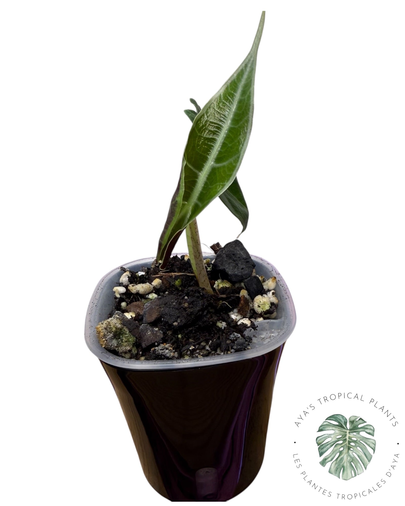 Alocasia Longiloba Purple
